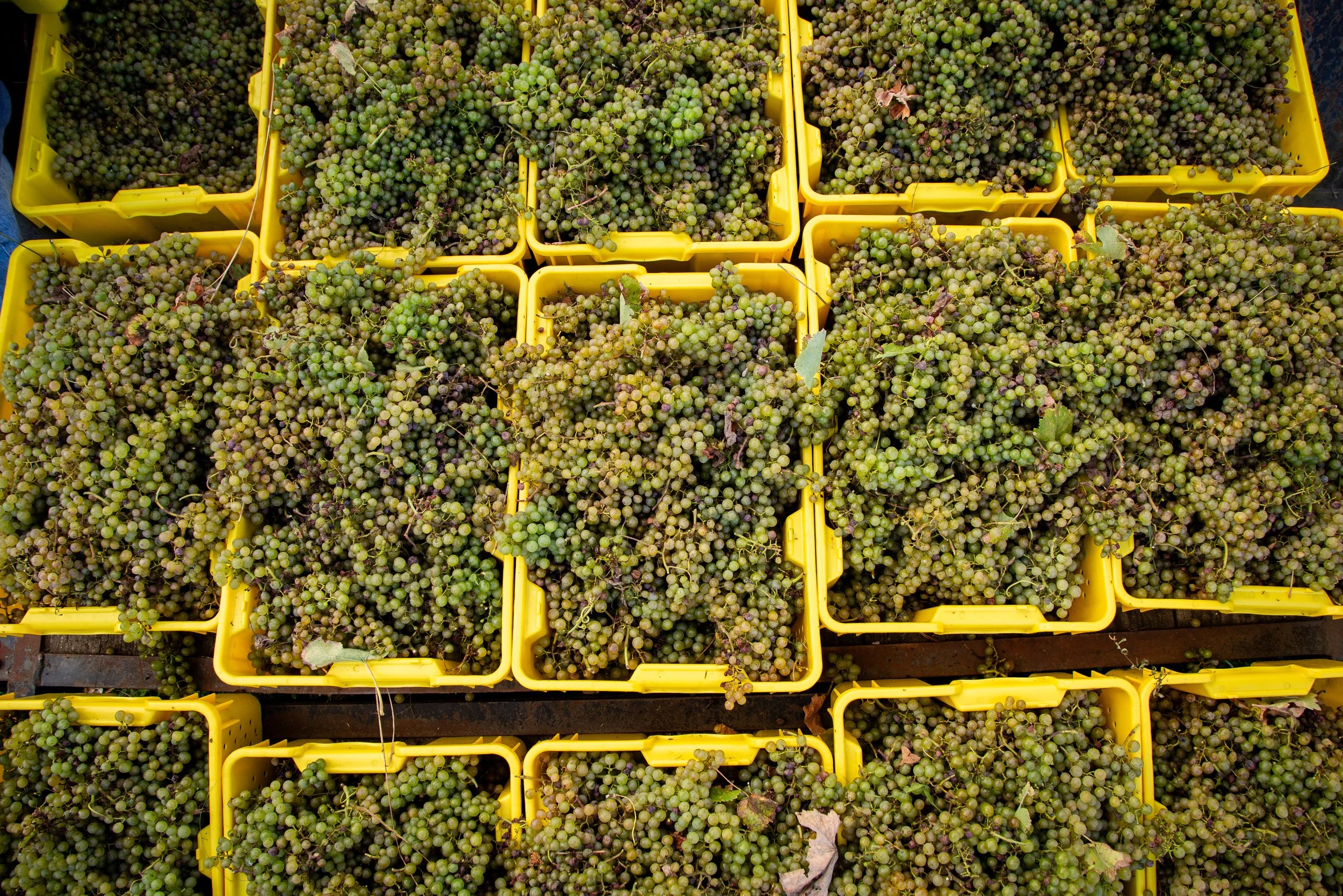 Harvest time- come volunteer! 
