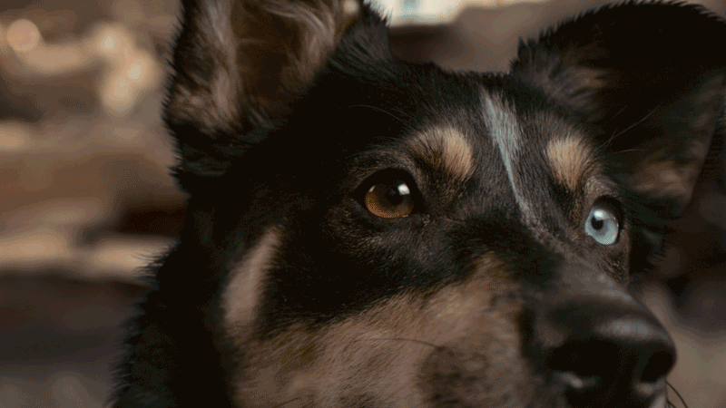 Close-up of a dog with heterochromatic eyes, one brown and one blue, looking to the side.