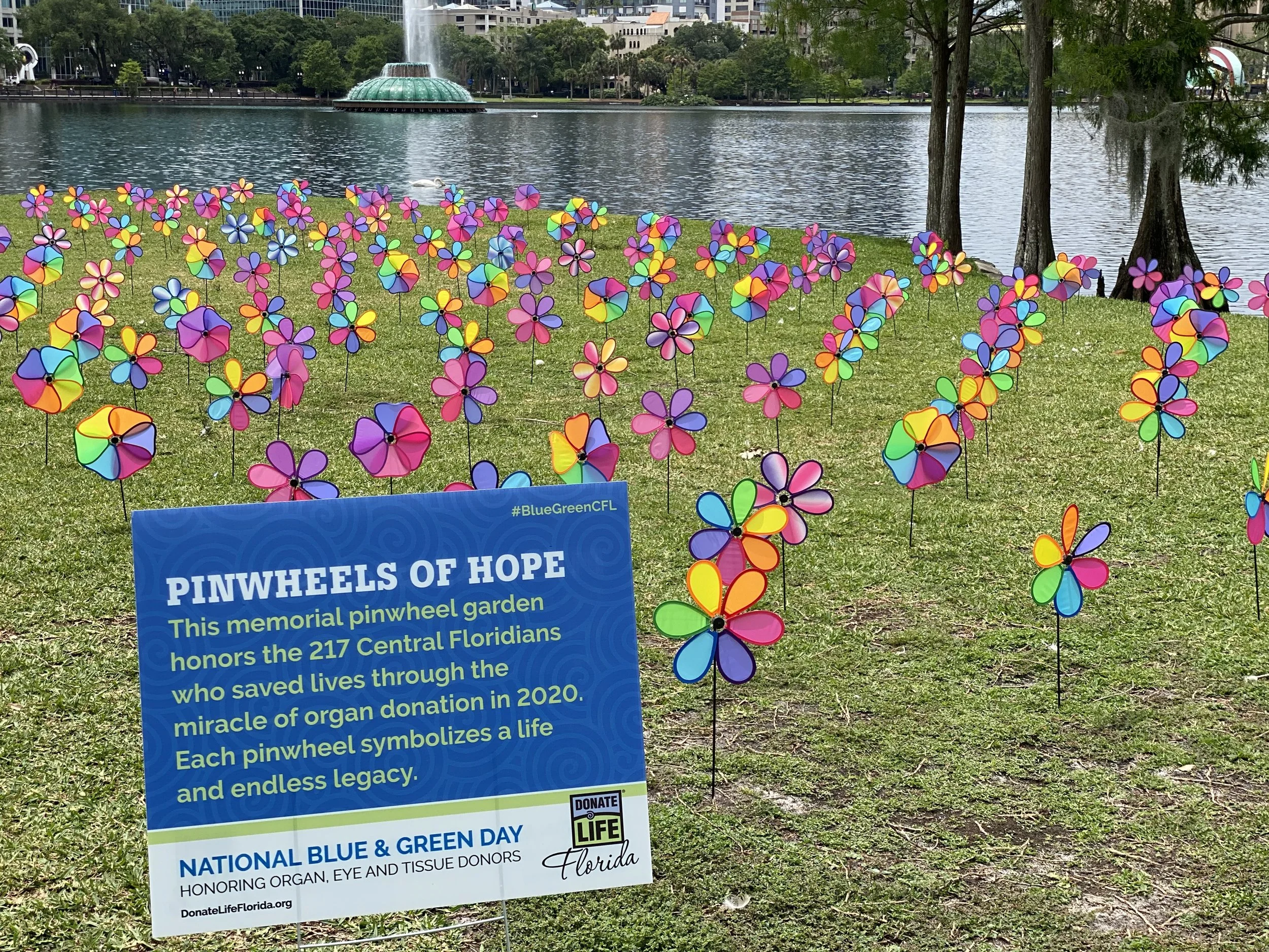 A memorial pinwheel garden with colorful pinwheels on a grassy area near a body of water, with trees and city buildings in the background. A blue sign explains the garden honors organ, eye, and tissue donors in Florida.