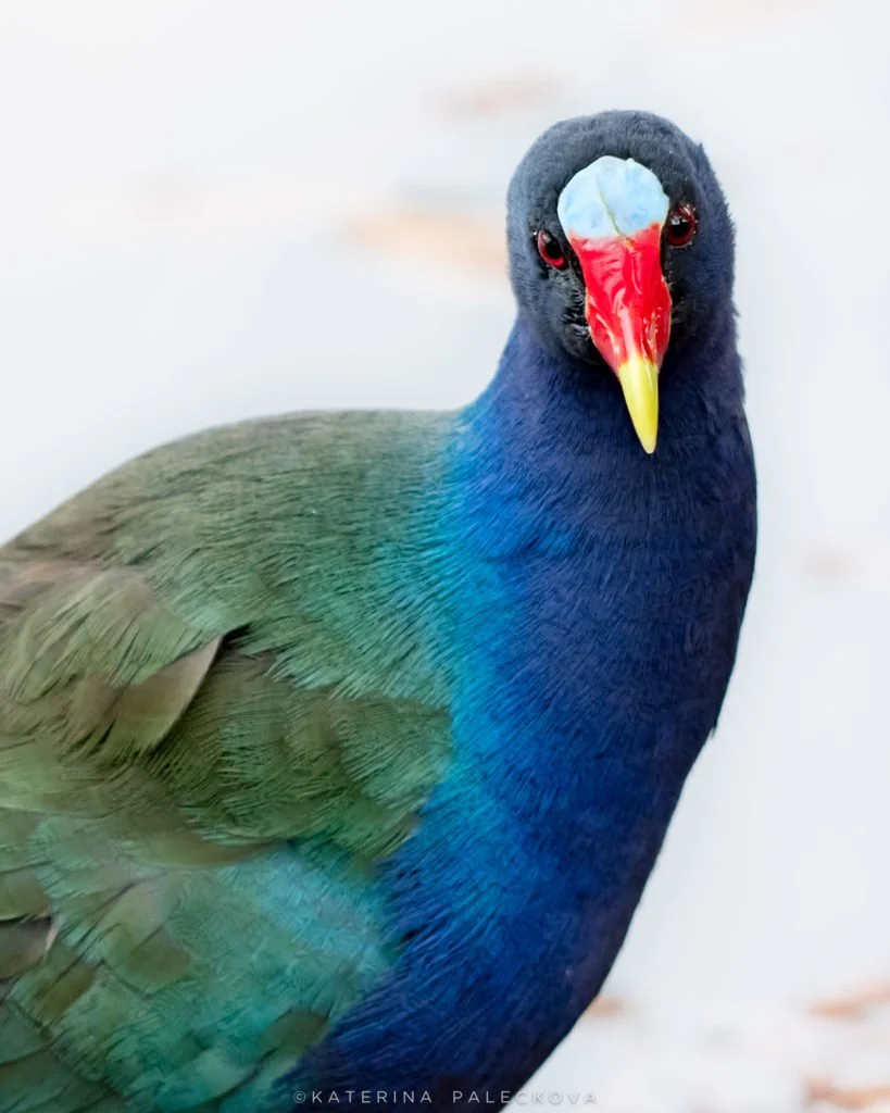 Purple Gallinule