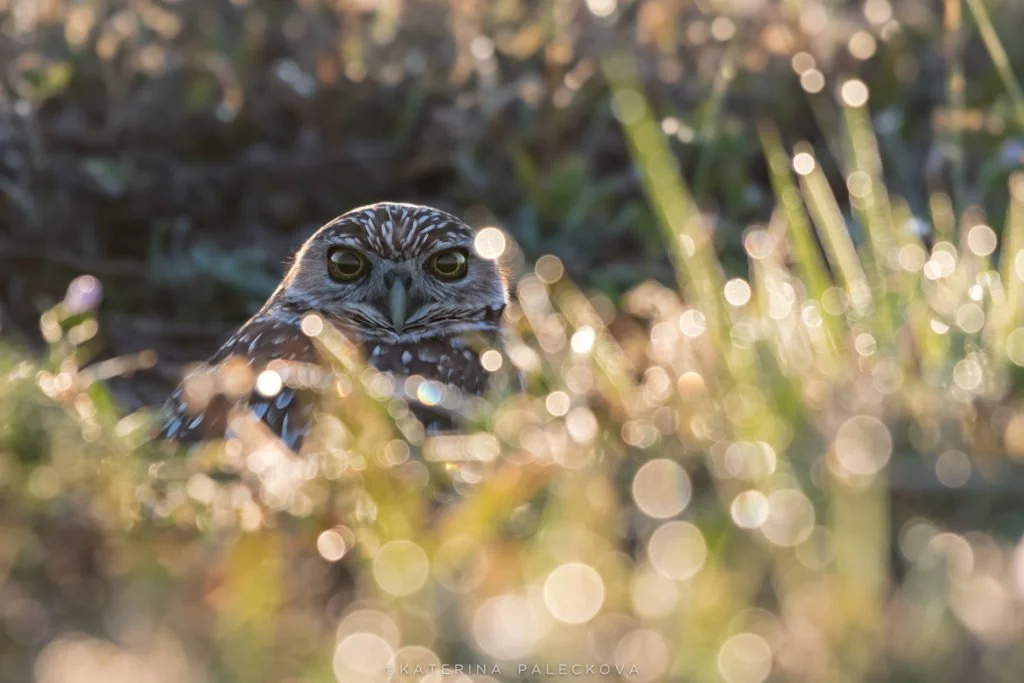 Burrowing Owl