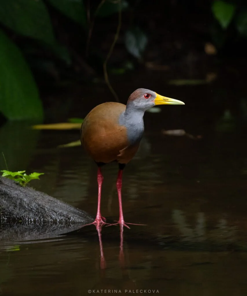 Cowled Rail