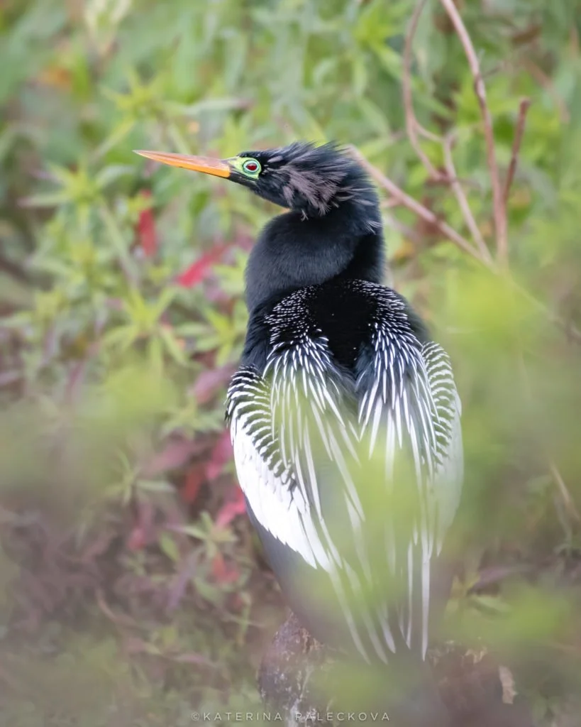 Anhinga