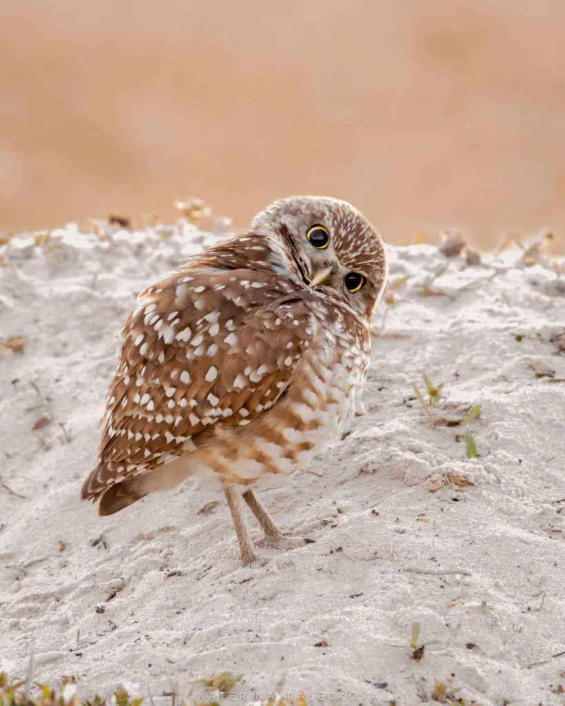 Burrowing owl