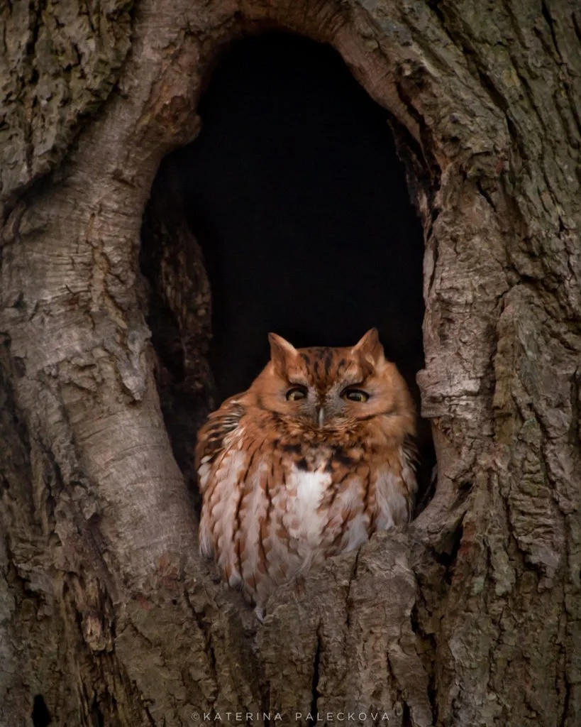 Easter Screech Owl