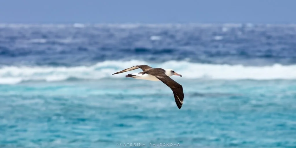 Laysan Albatross