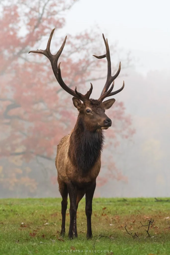 American Elk