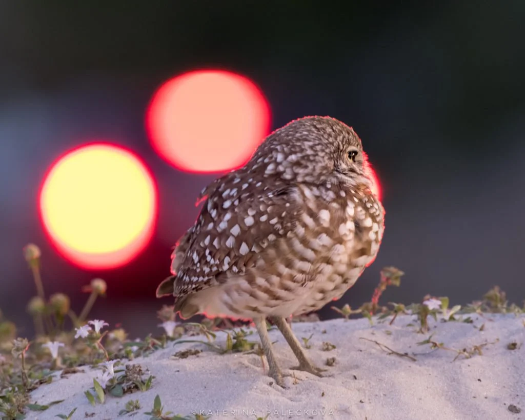 Burrowing owl