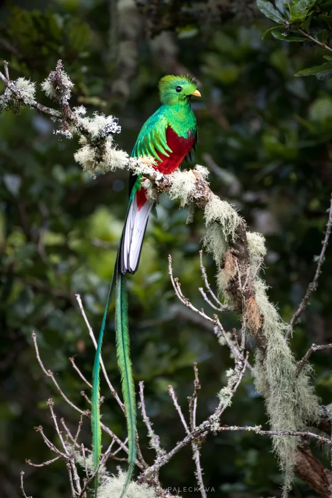 Quetzal
