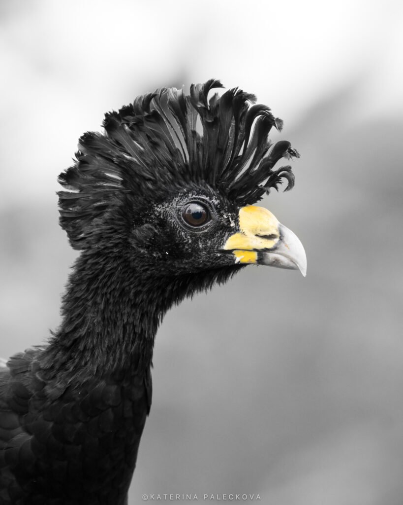 Great Curassow