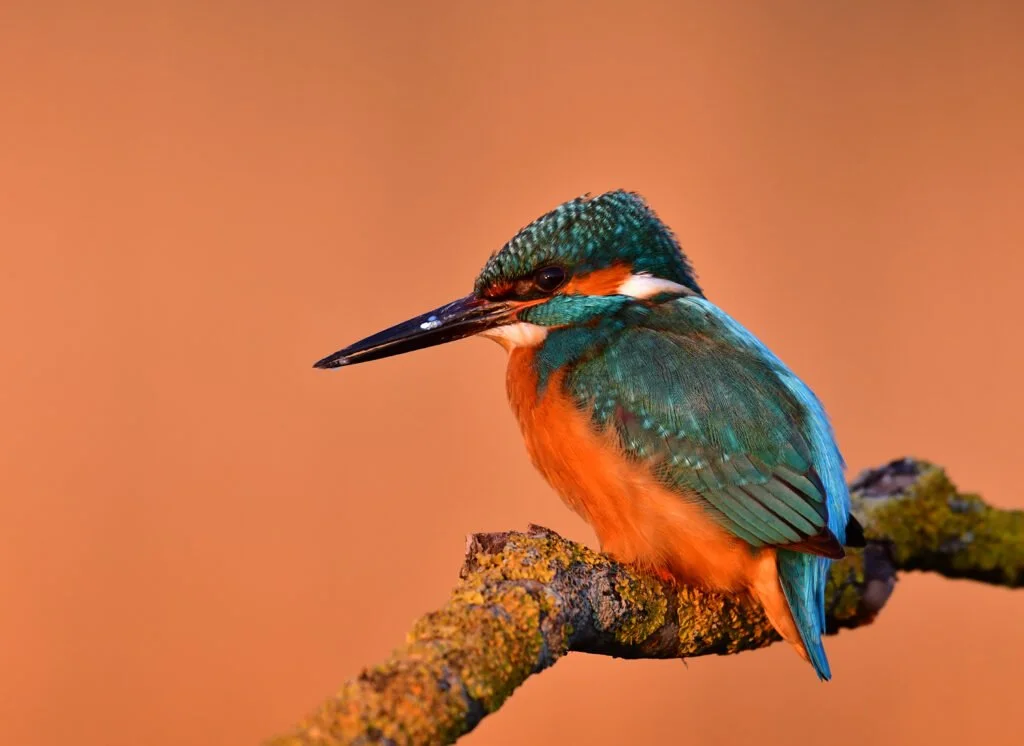 European Kingfisher
