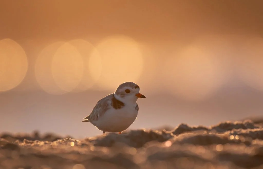 Piping Plover