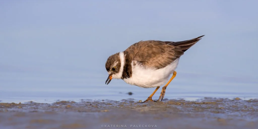 Semipalmated Plover