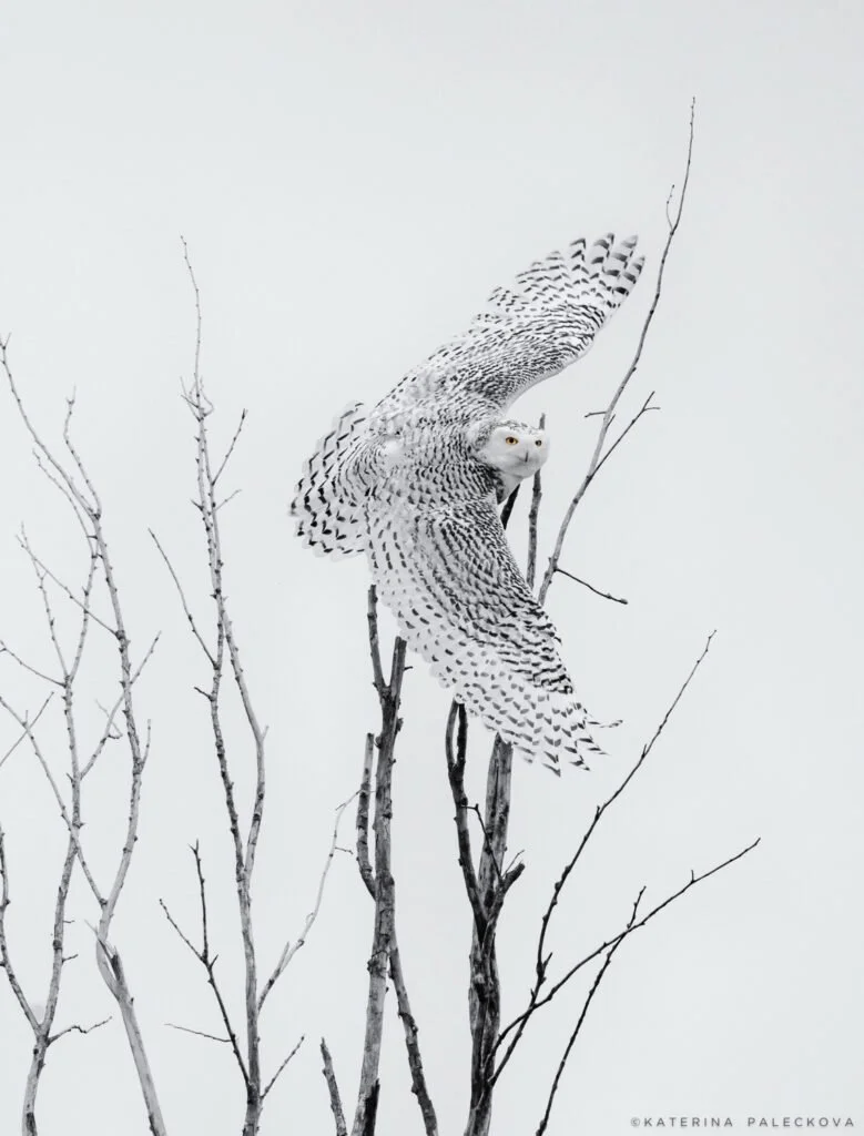 Snowy Owl