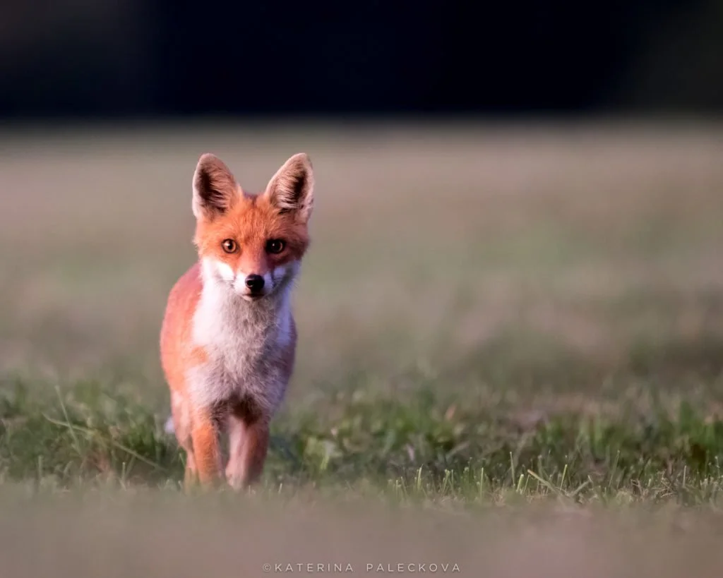 European Fox