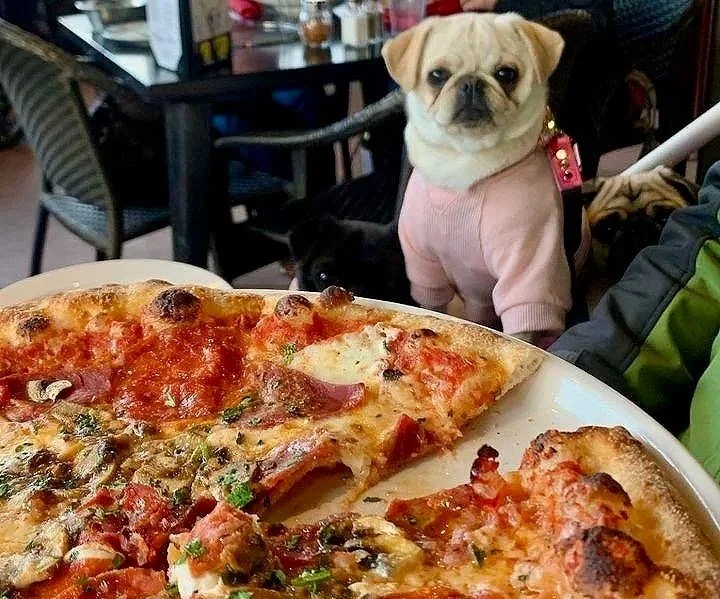 A white pug dog sits at a dog-friendly patio looking at its owners pizza.