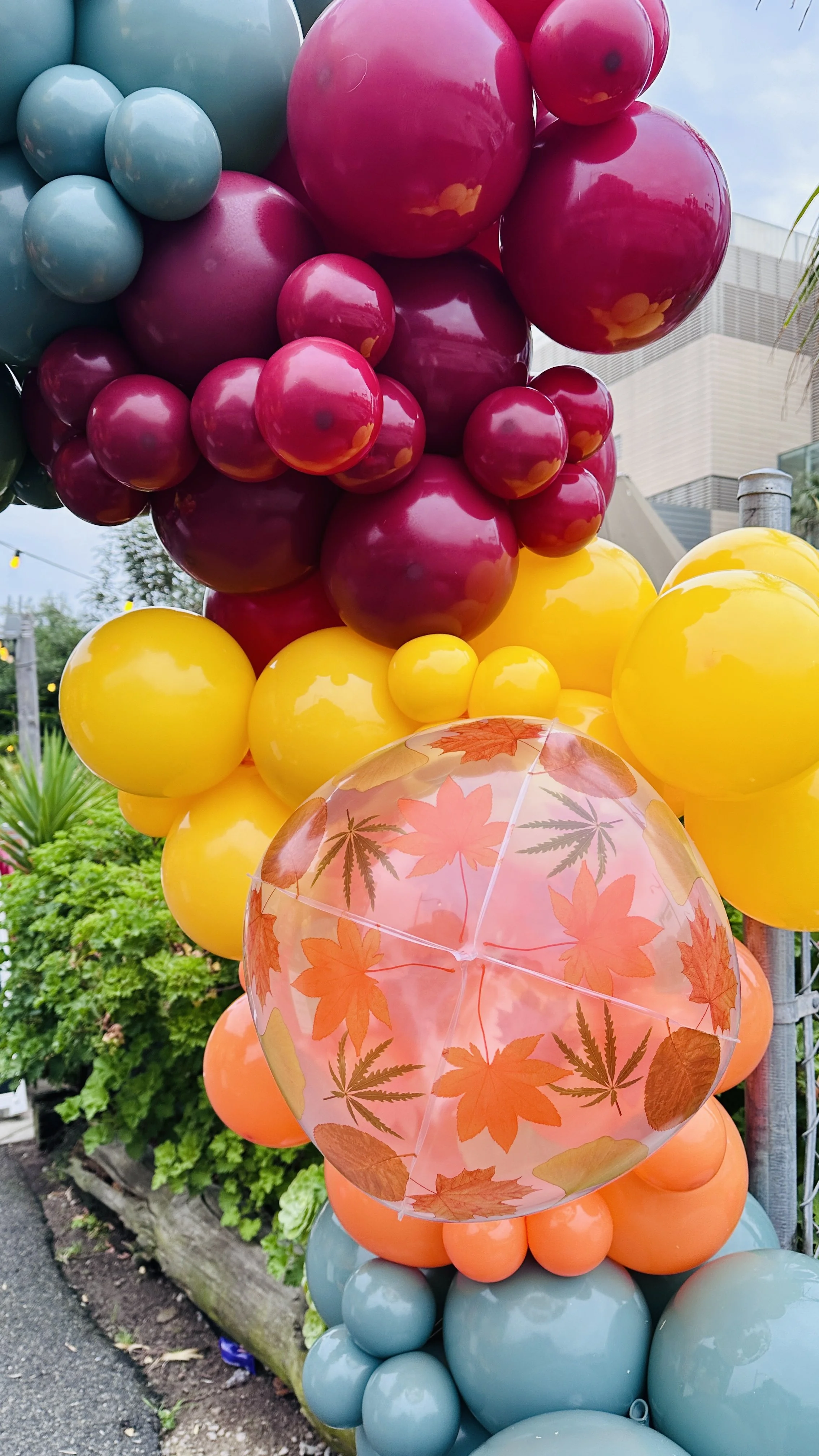 Clear balloons with maple leaf designs among autumn-colored balloon clusters at a San Francisco entrance.