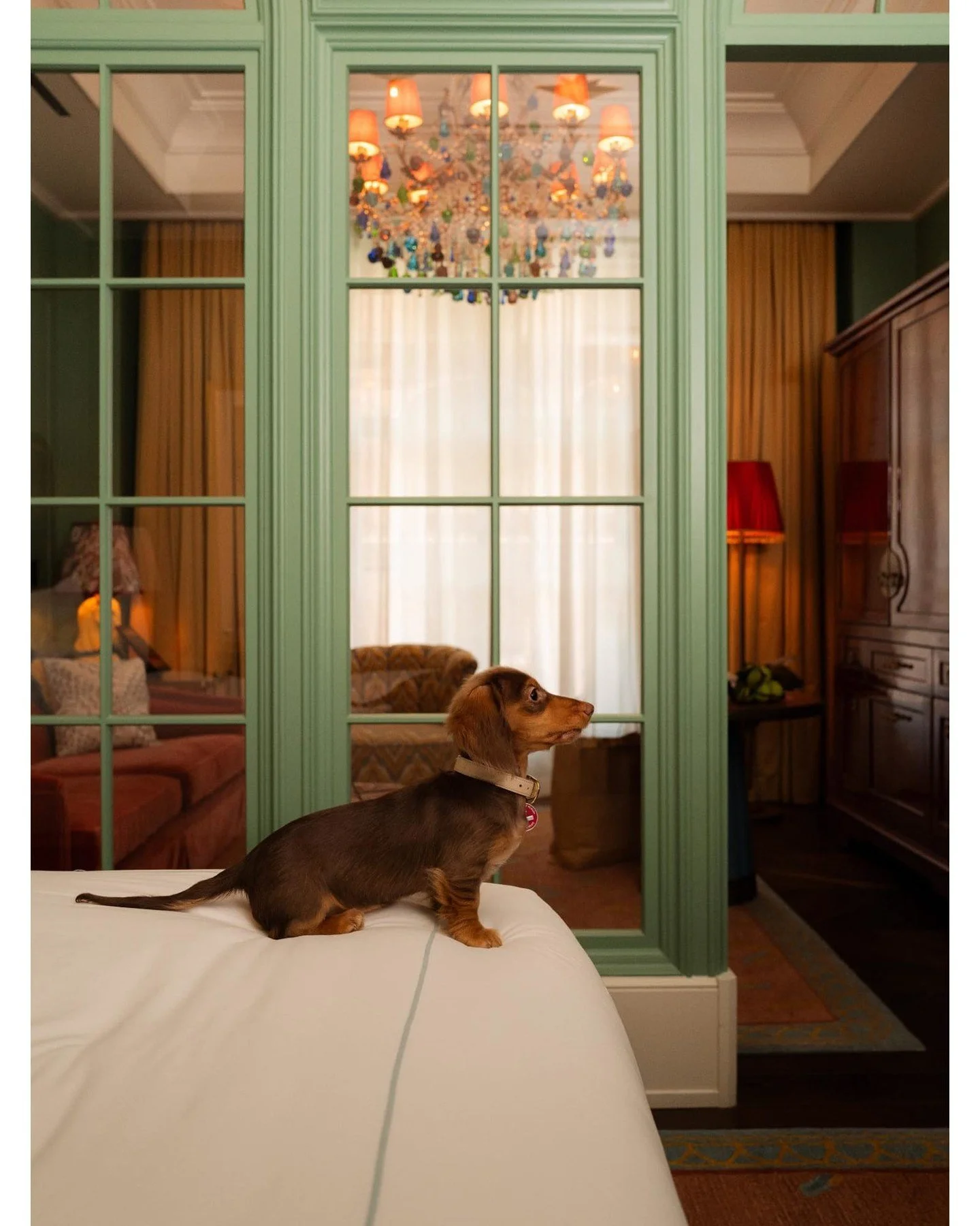 Designed for those who travel well, and those who travel with them. Let our Director of Pet Experiences, Bau, ensure every detail is considered, right down to the treats.

#coastlinetraveladvisors