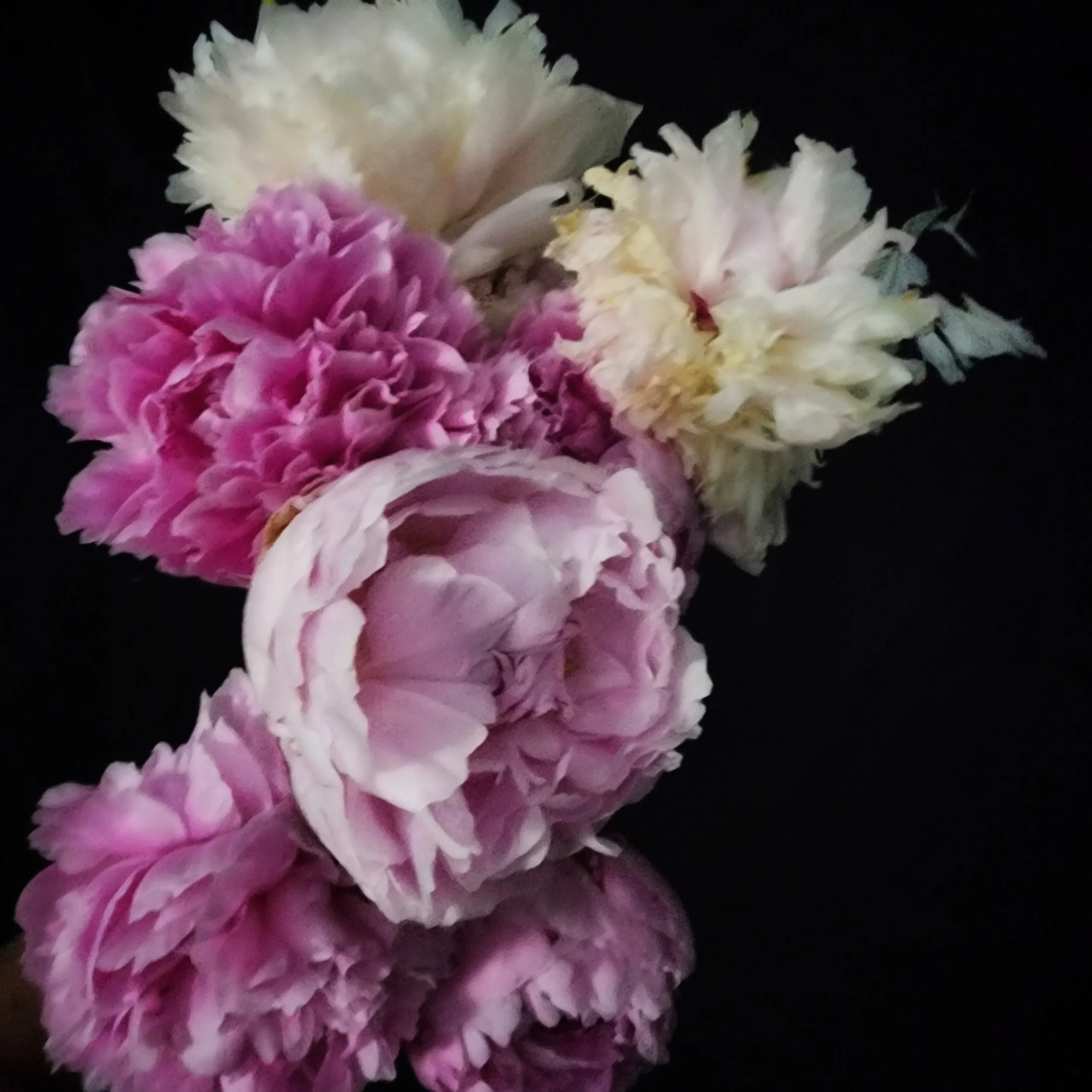 Original peonies resized.jpg