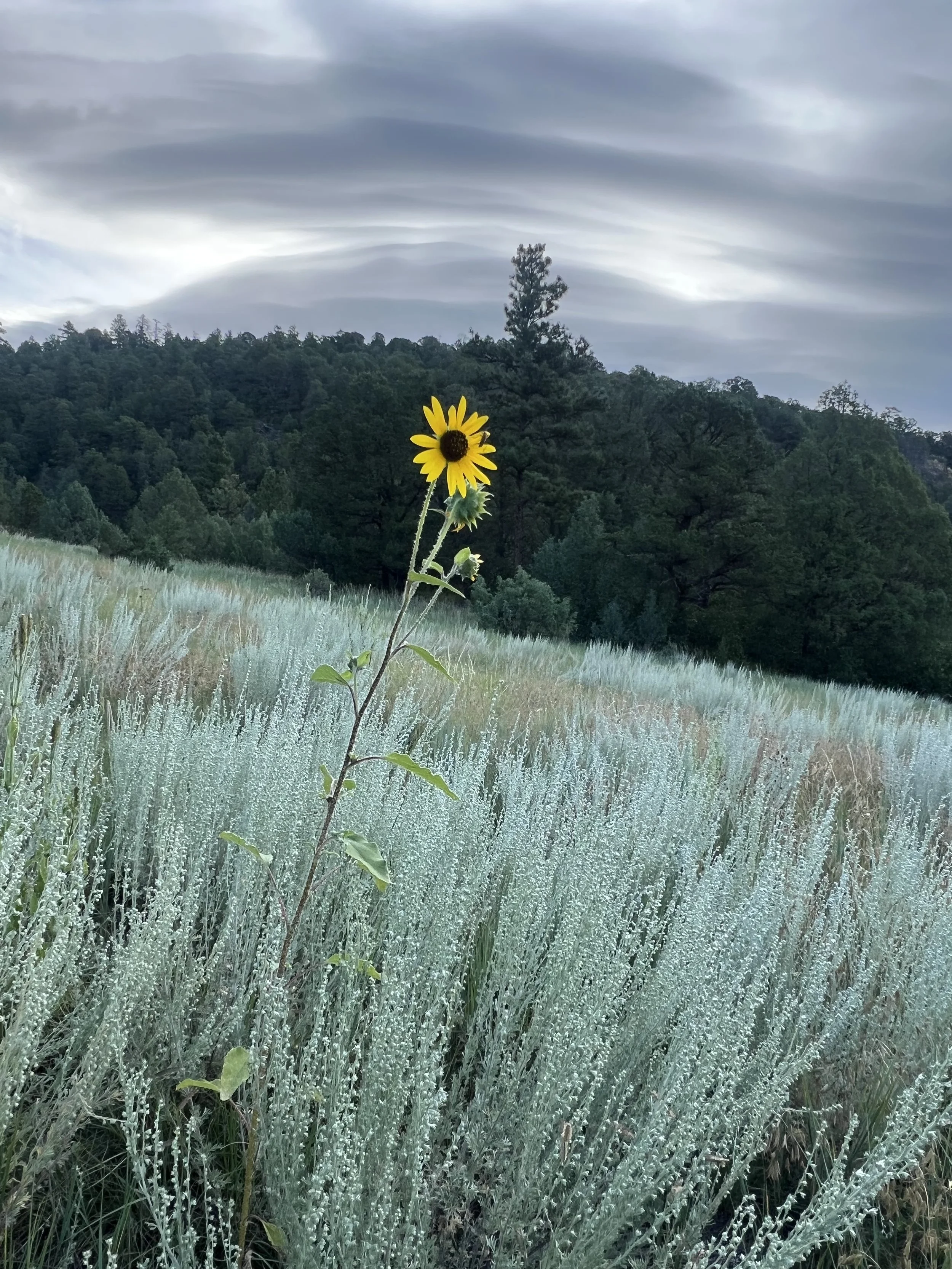 A single sunflower stands tall in the foreground of a field of silvery-green grass, with a backdrop of green trees and a cloudy sky.