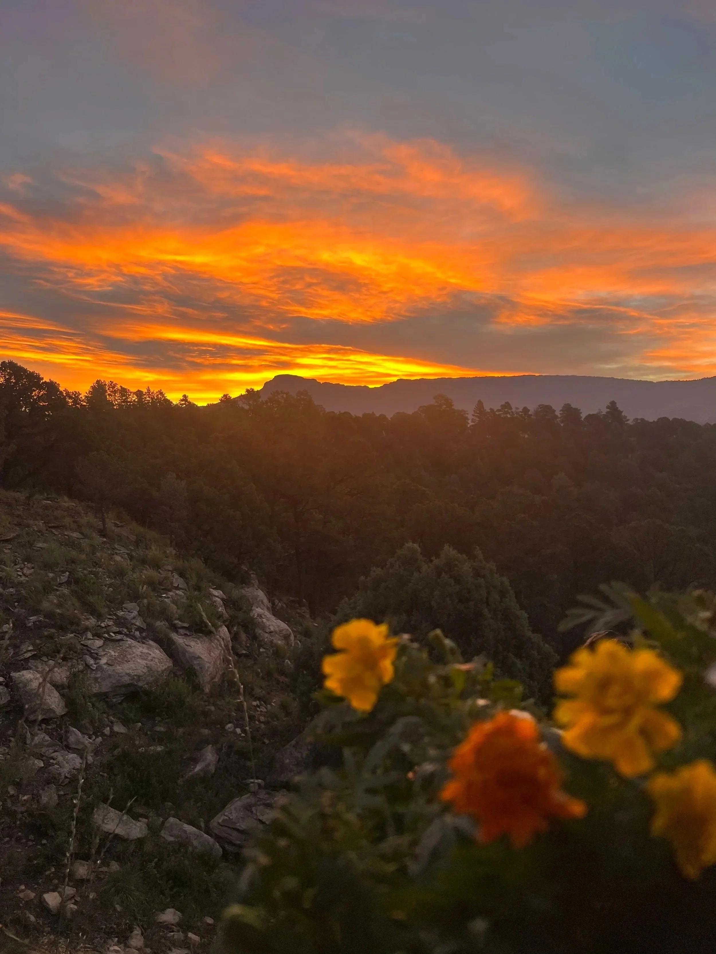A scenic view of a sunset over mountainous terrain with orange and pink clouds in the sky, with blurred yellow flowers in the foreground.