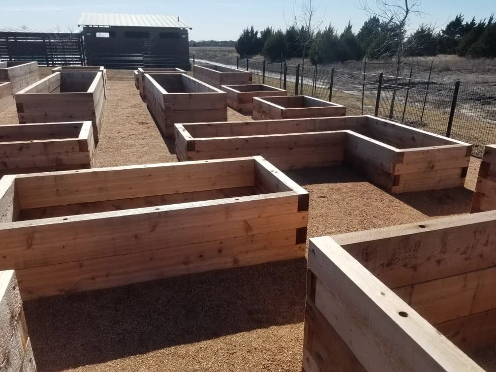 Multiple empty wooden raised garden beds outdoors with a fence and trees in the background.