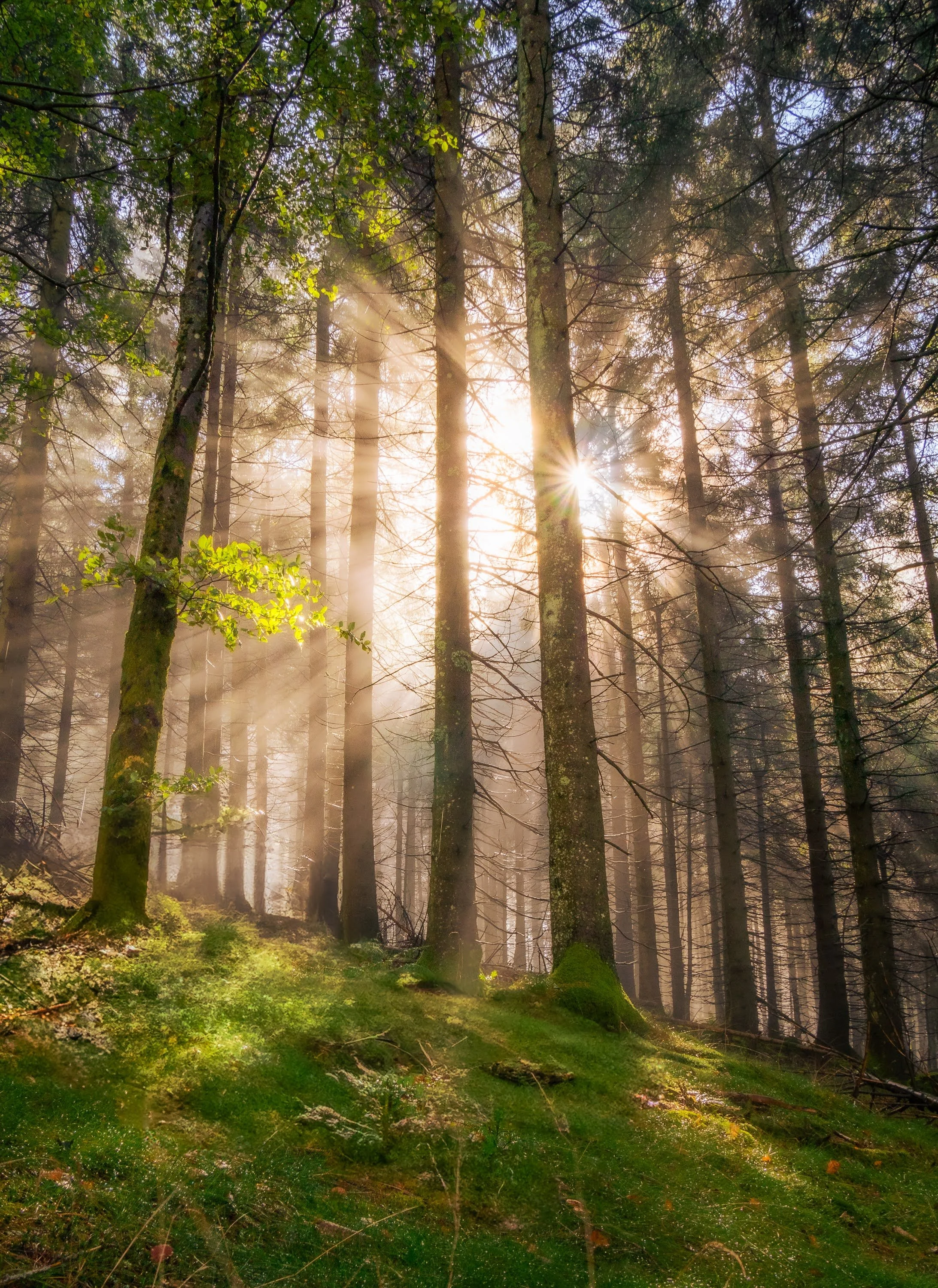 Magische Lichtstimmung in einem moosigen Wald: Sonnenstrahlen scheinen durch den Nebel auf dem U(h)rwaldpfad im Hochschwarzwald