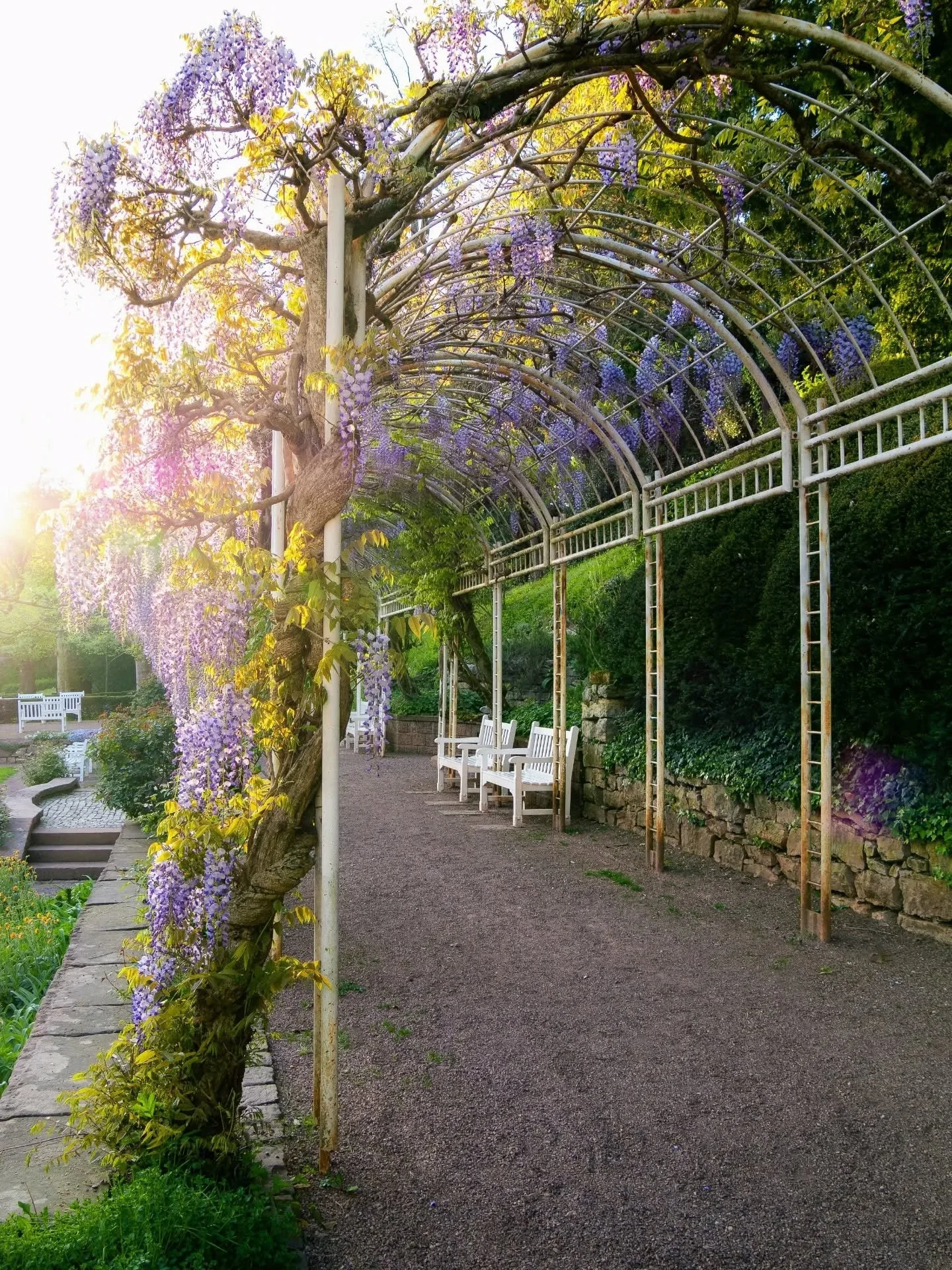 Blauregen-Bl&uuml;te im Stadtgarten Emmendingen 💜

#emmendingen #springtime #city_explore #parklife #blauregen