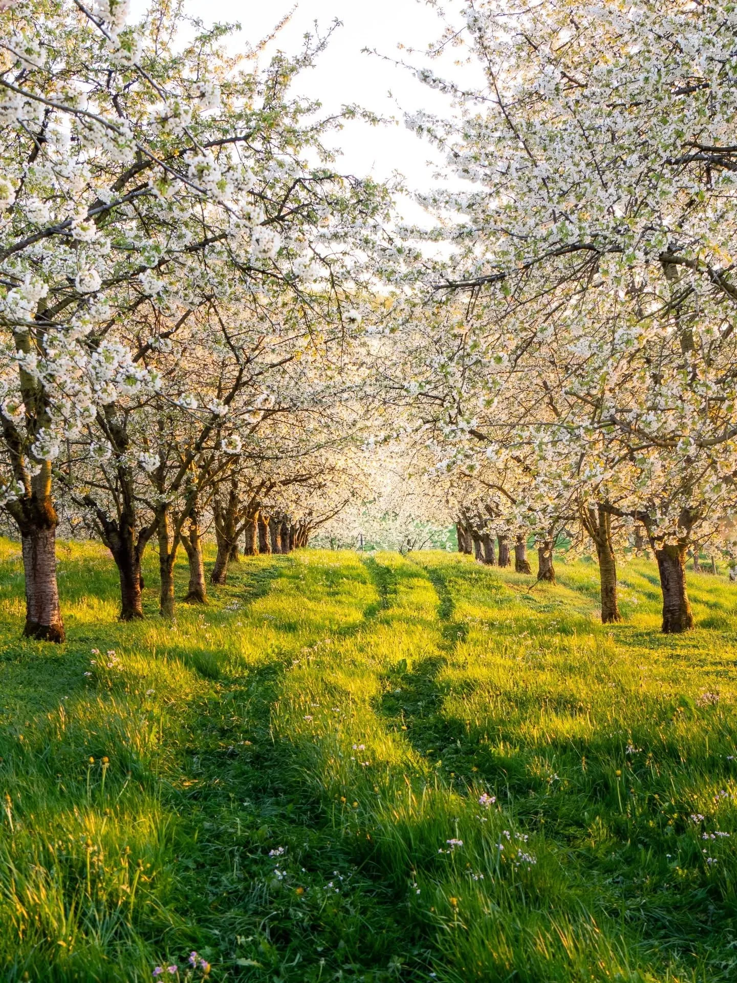 Kirschbl&uuml;te im Eggenertal 🥰 Bl&uuml;hende B&auml;ume soweit das Auge reicht gibt es auf einem 12 km langen Rundweg im Herzen des Markgr&auml;flerlandes. 🌸🍒

#kirschbl&uuml;ten #eggenertal #wandertipp #visitblackforest #markgr&auml;flerland