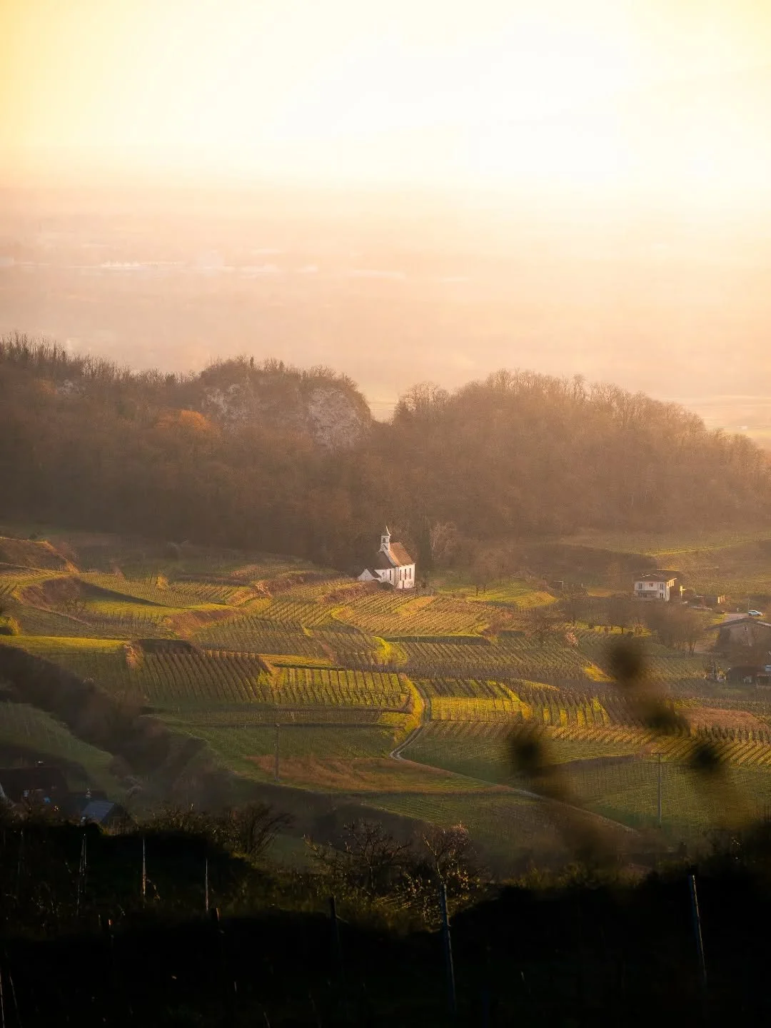 Abendlicht-Ausblicke ⛪ 

#goldenhour #landliebe #weinberge #naturmomente #kaiserstuhl