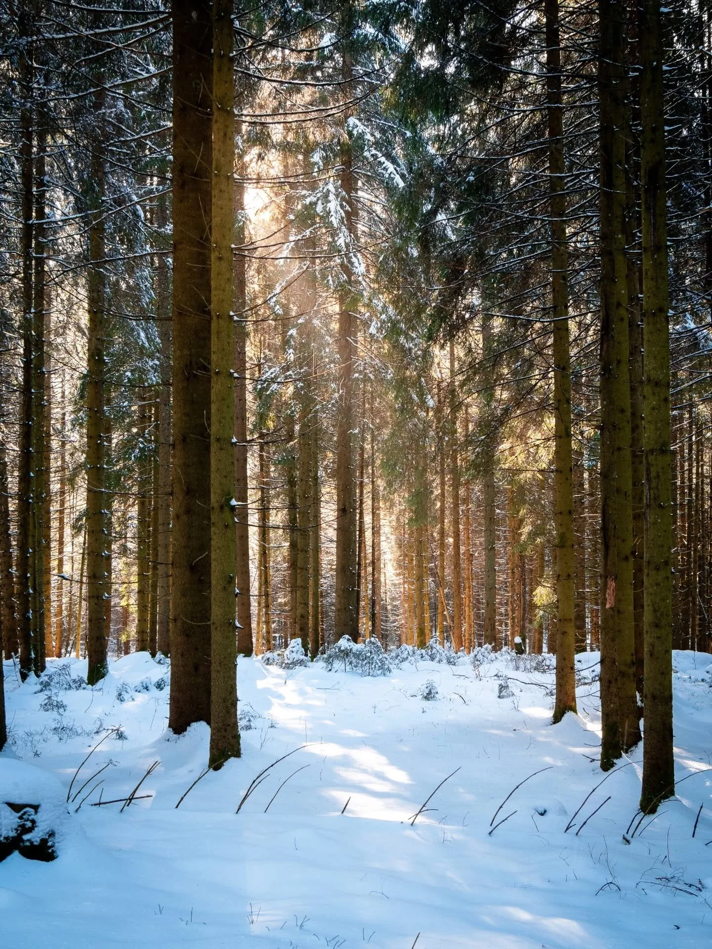 Nochmal Winter im @hochschwarzwald 🥰❄️

#hochschwarzwald #winterdays #woodlands_and_water #femaleexplorercommunity #schwarzwaldliebe