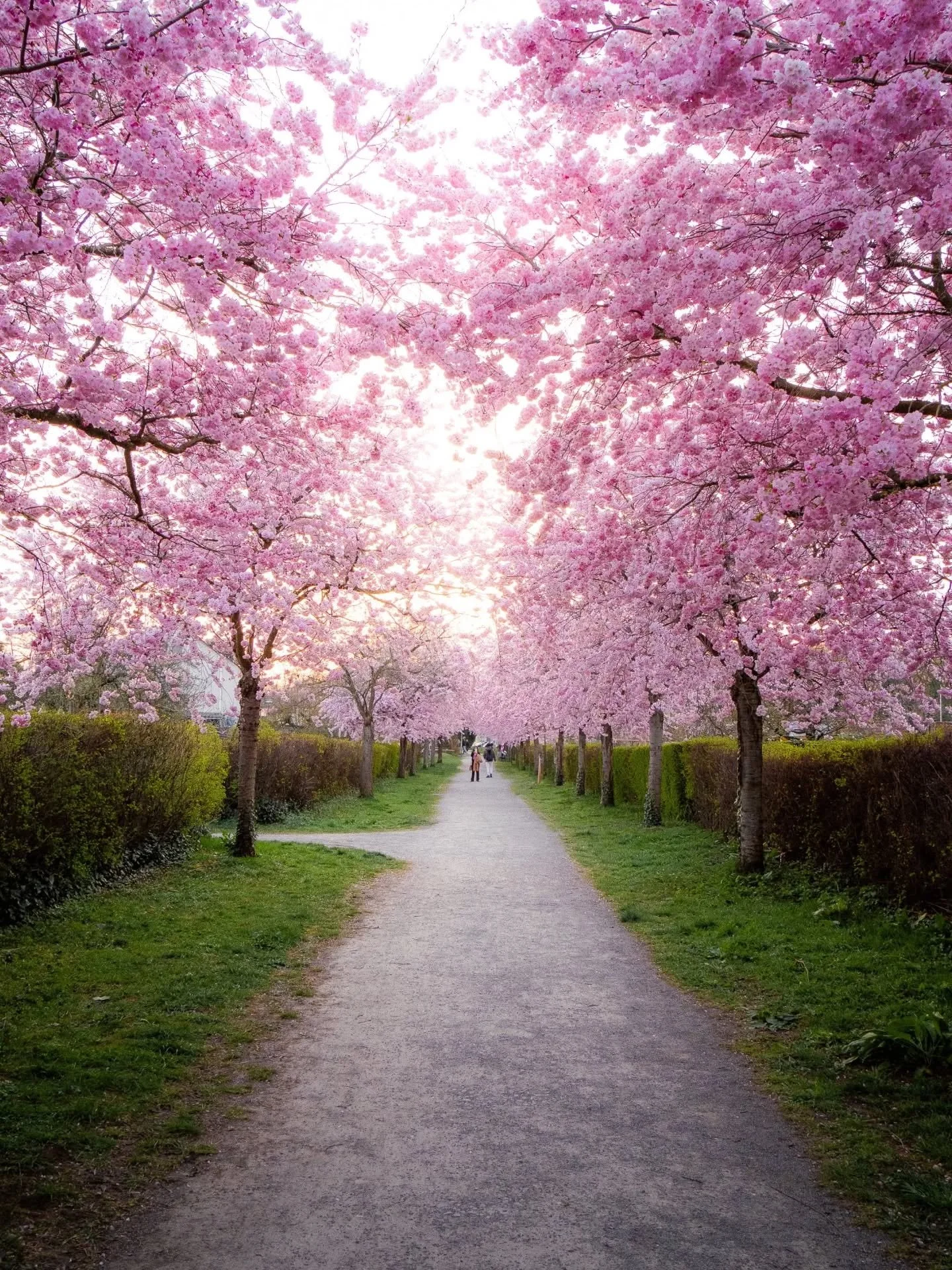 Kirschbl&uuml;ten-Traum in Karlsruhe 🥰

Gefunden dank dem fantastischen Kirschbl&uuml;ten-Finder von @badische_neueste_nachrichten 🌸

#kirschbl&uuml;ten #cherryblossom #karlsruhe #springvibes #thisistheway