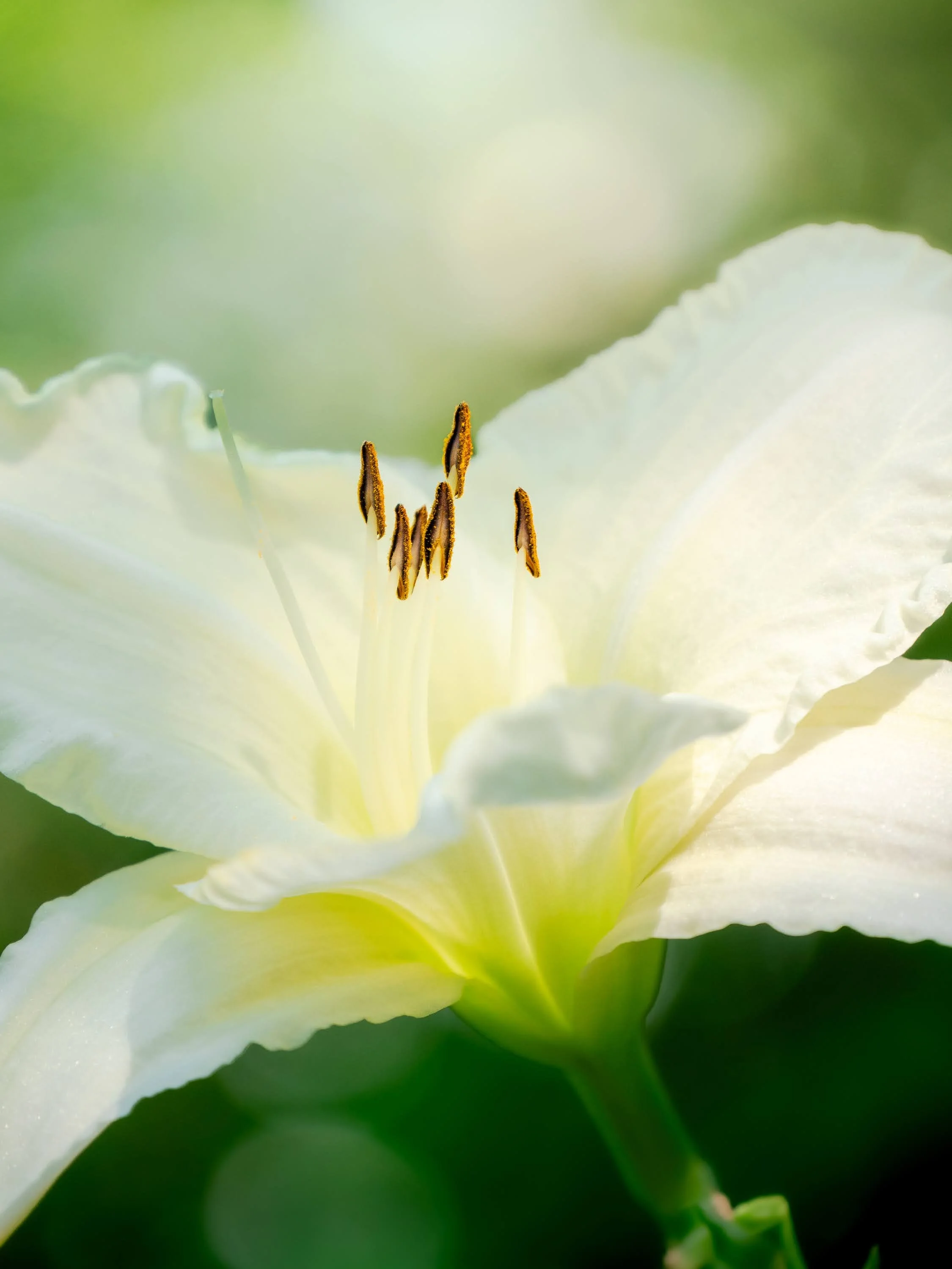 Zarte Lilienblüte