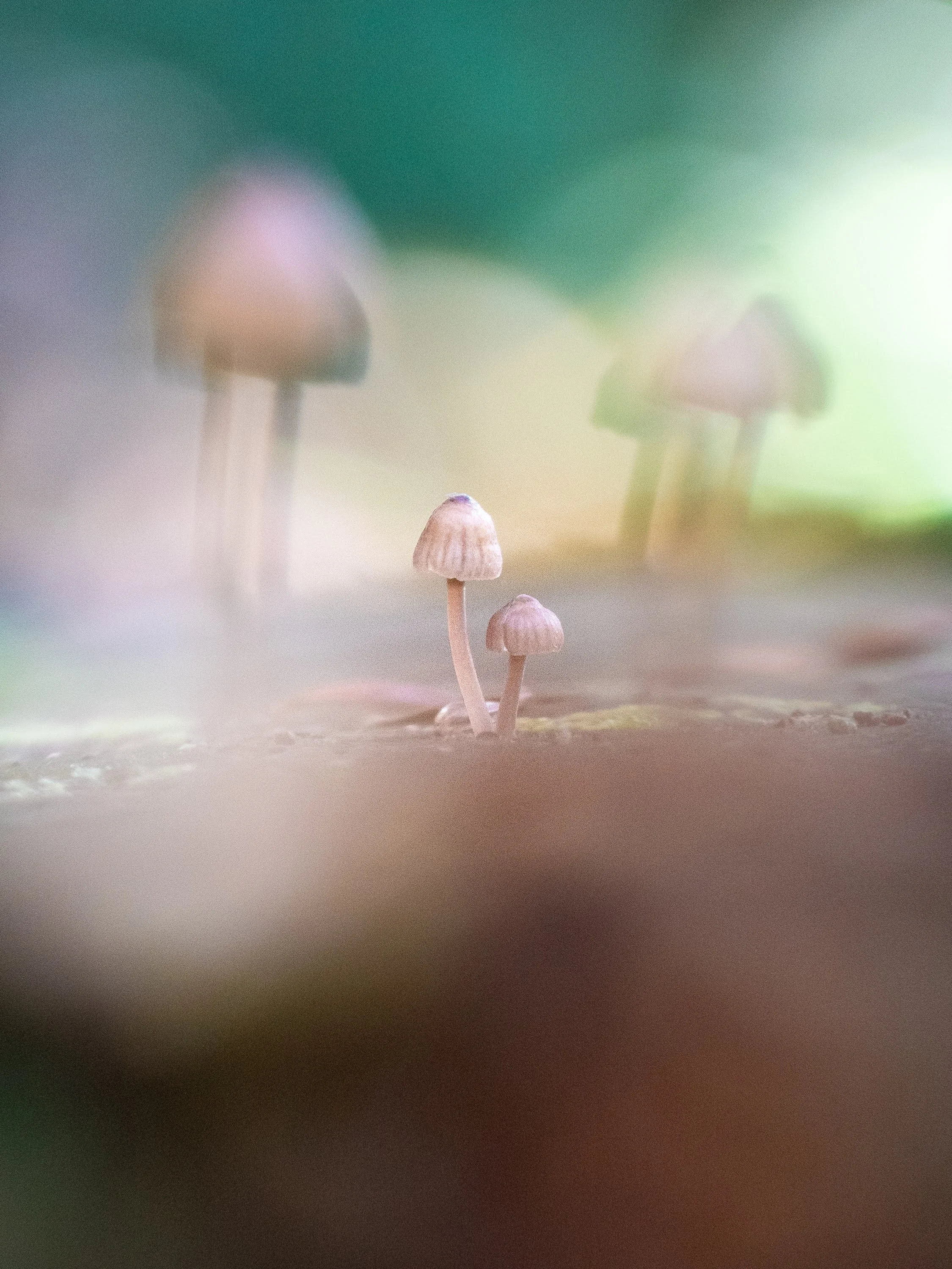 Winzige Pilze auf einem Baumstamm