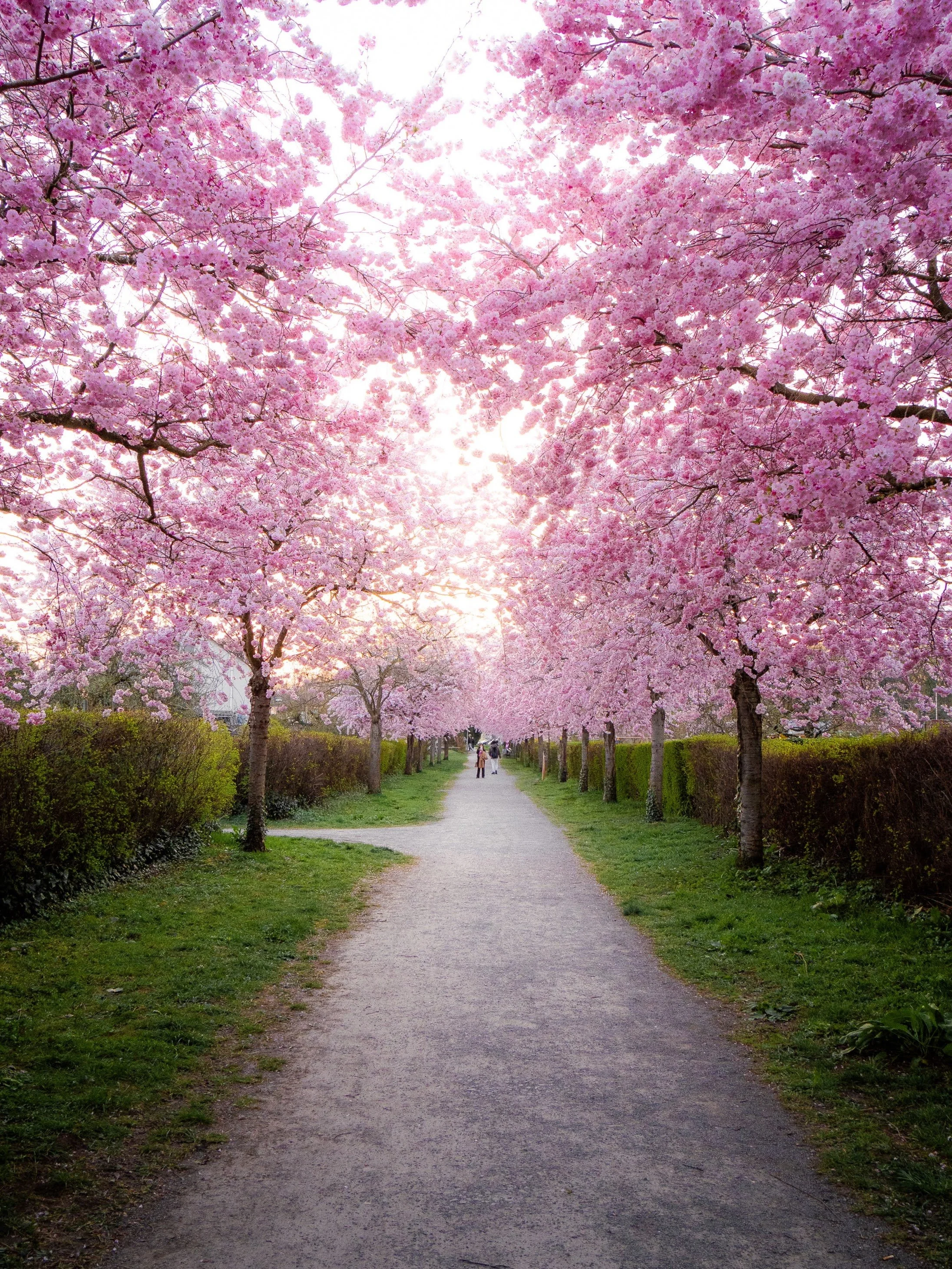 Allee aus pink blühenden japanischen Kirschbäumen in Karlsruhe