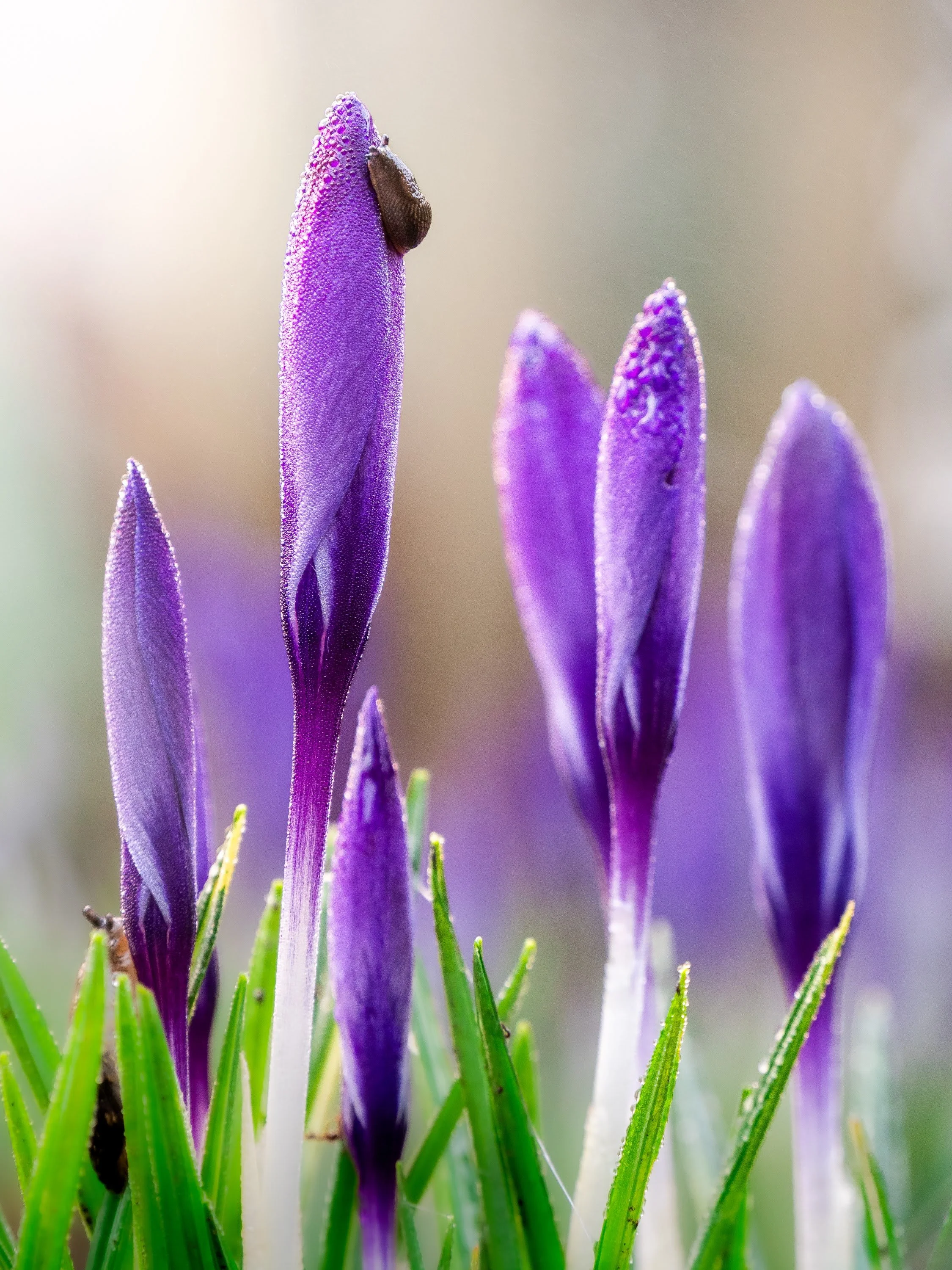 Lilafarbene Krokusse, noch geschlossen und bedeckt von winzigen Tautropfen. Auf dem höchsten Krokus sitzt eine kleine Schnecke.