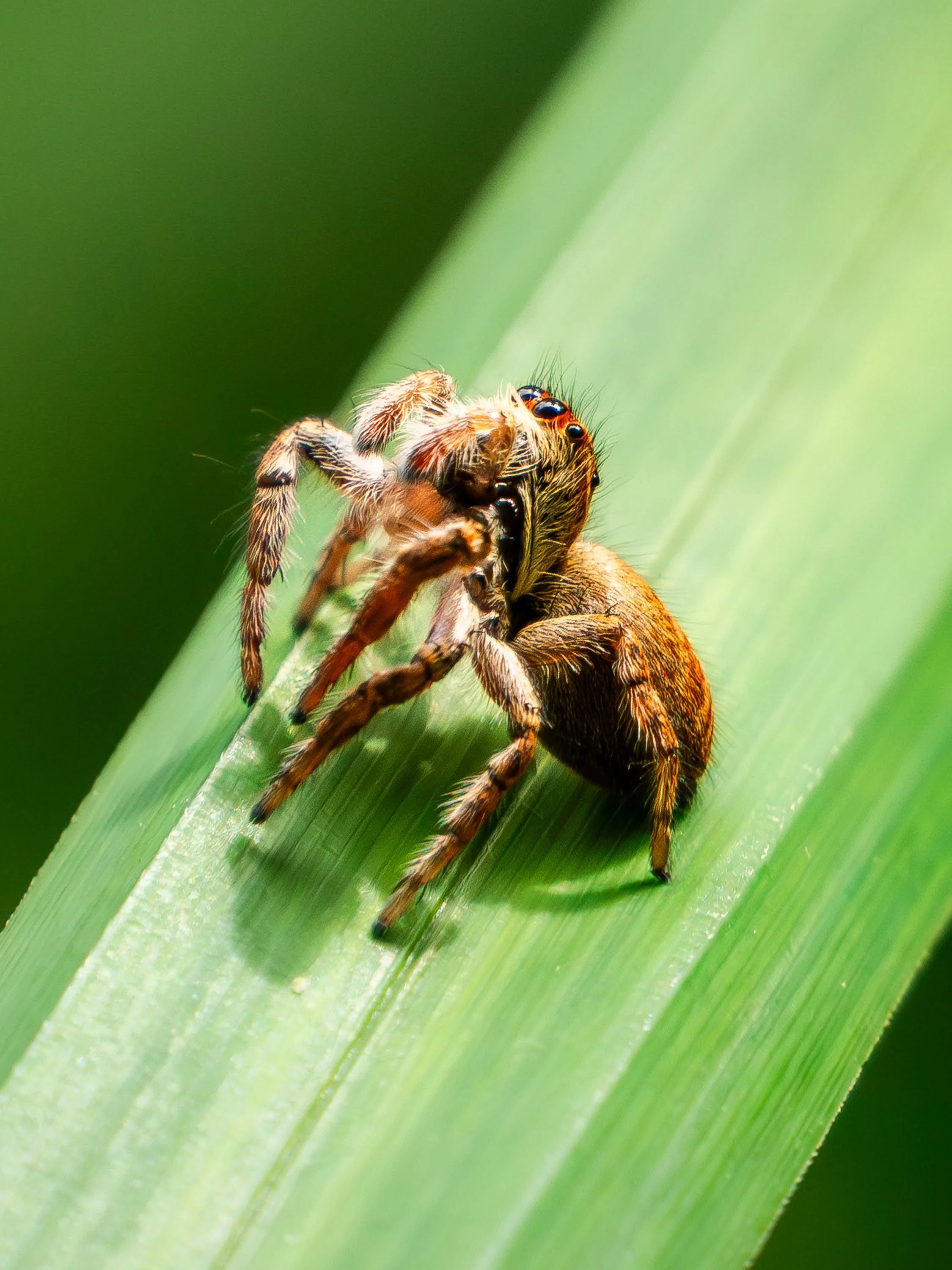 Makroaufnahme einer Springspinne auf einem Grashalm