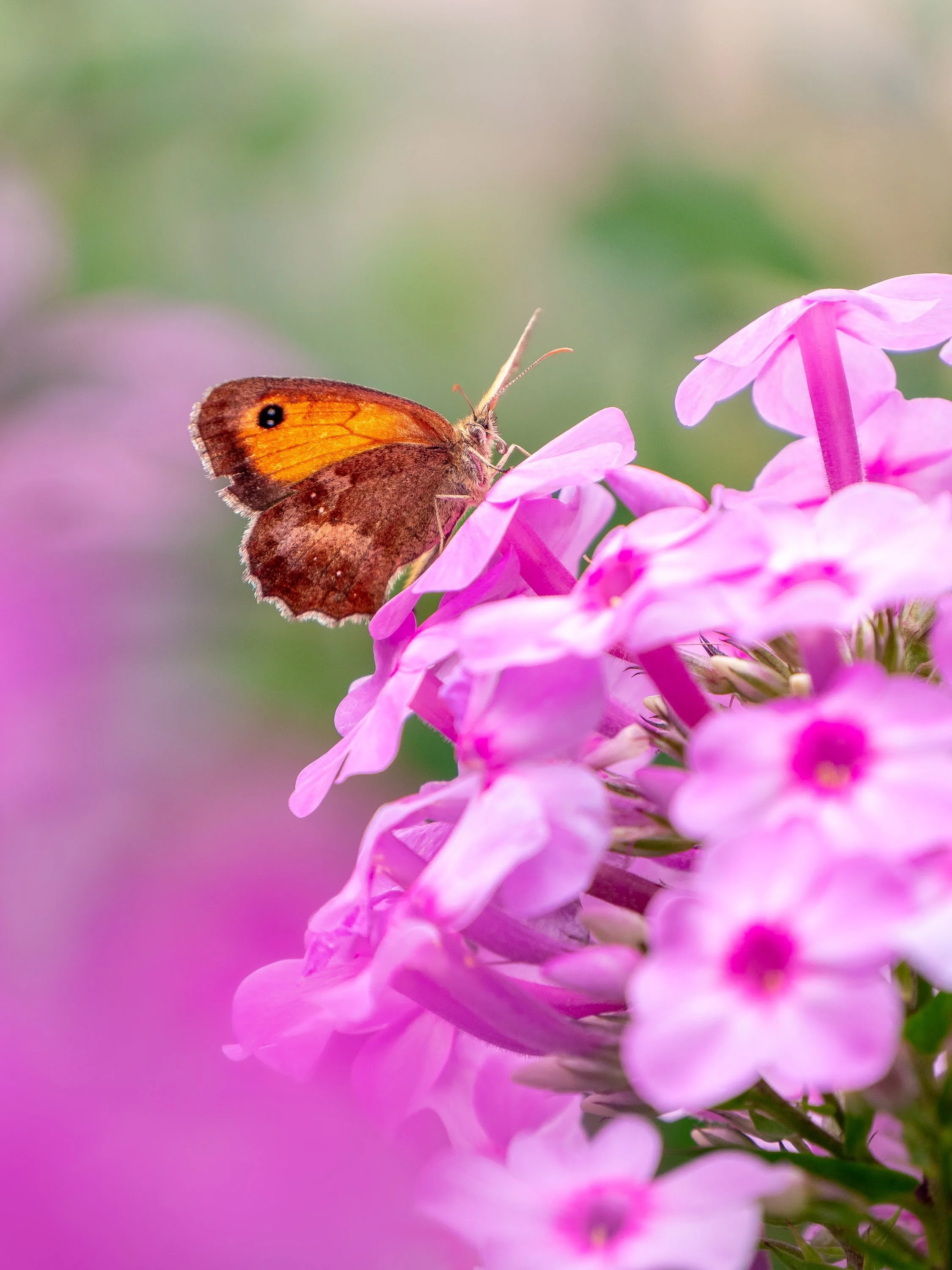 Ochsenauge-Schmetterling auf pinken Blüten