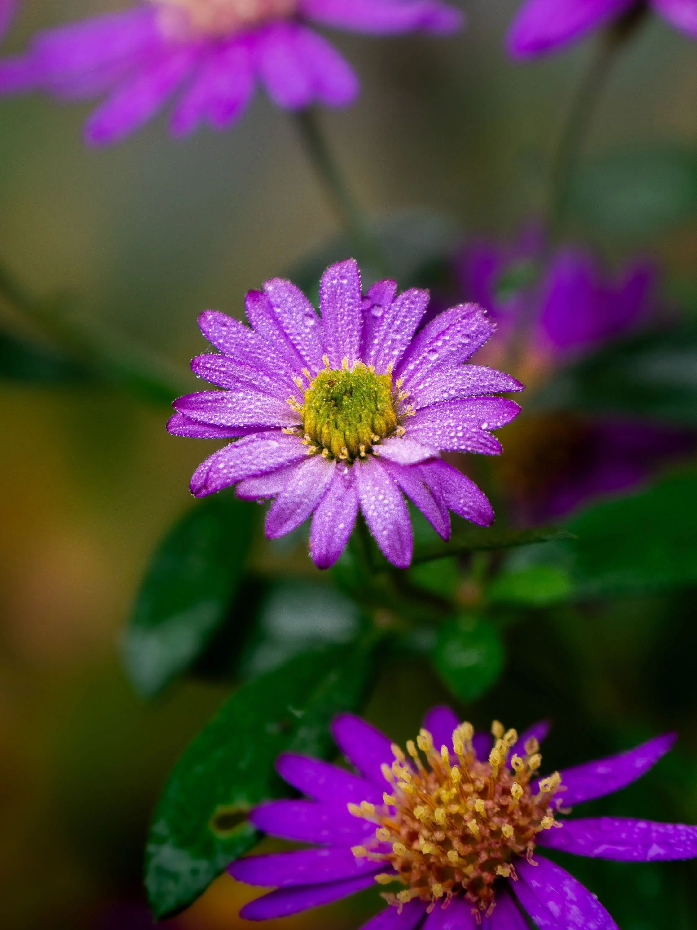 Einzelne violette Aster bedeckt von Morgentau
