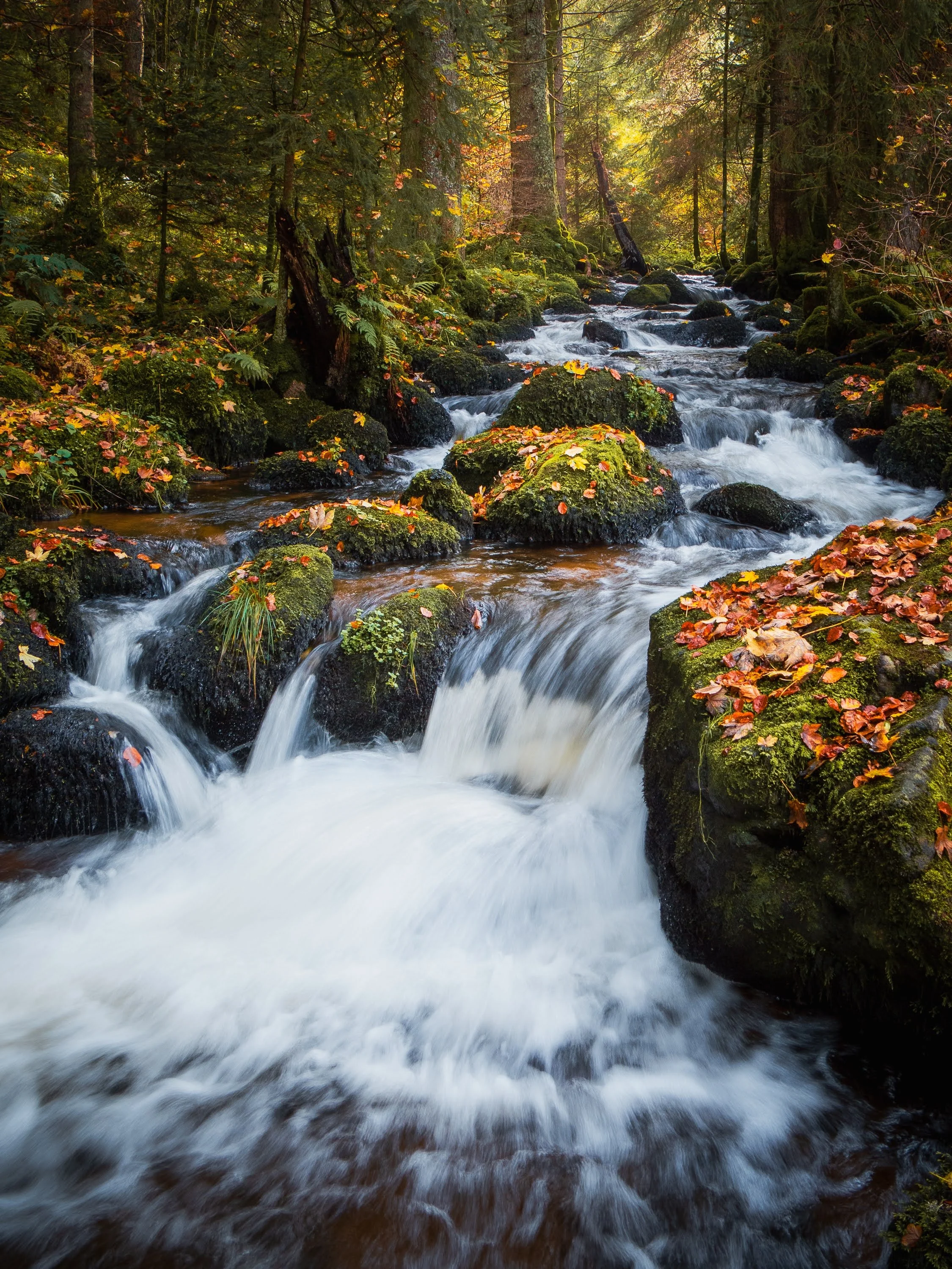 Herbststimmung an der Elz im Schwarzwald: Der Fluss fließt schnell zwischen mit orangem Laub und Moos bedeckten Felsen 