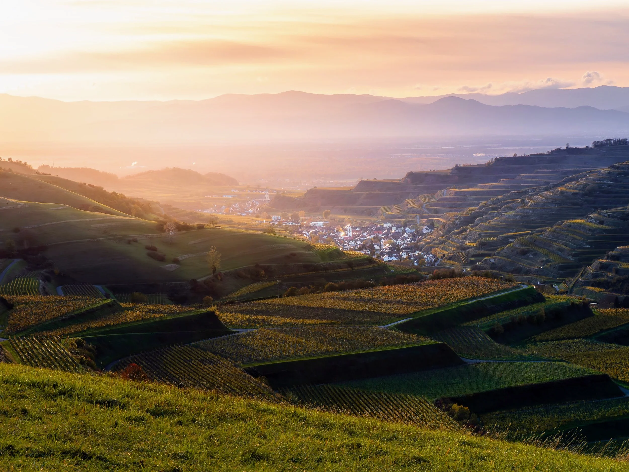 Kaiserstuhl-Panorama im Abendlicht: Terrassenförmige Weinreben vor dem Ort Oberbergen, im Hintergrund die Vogesen