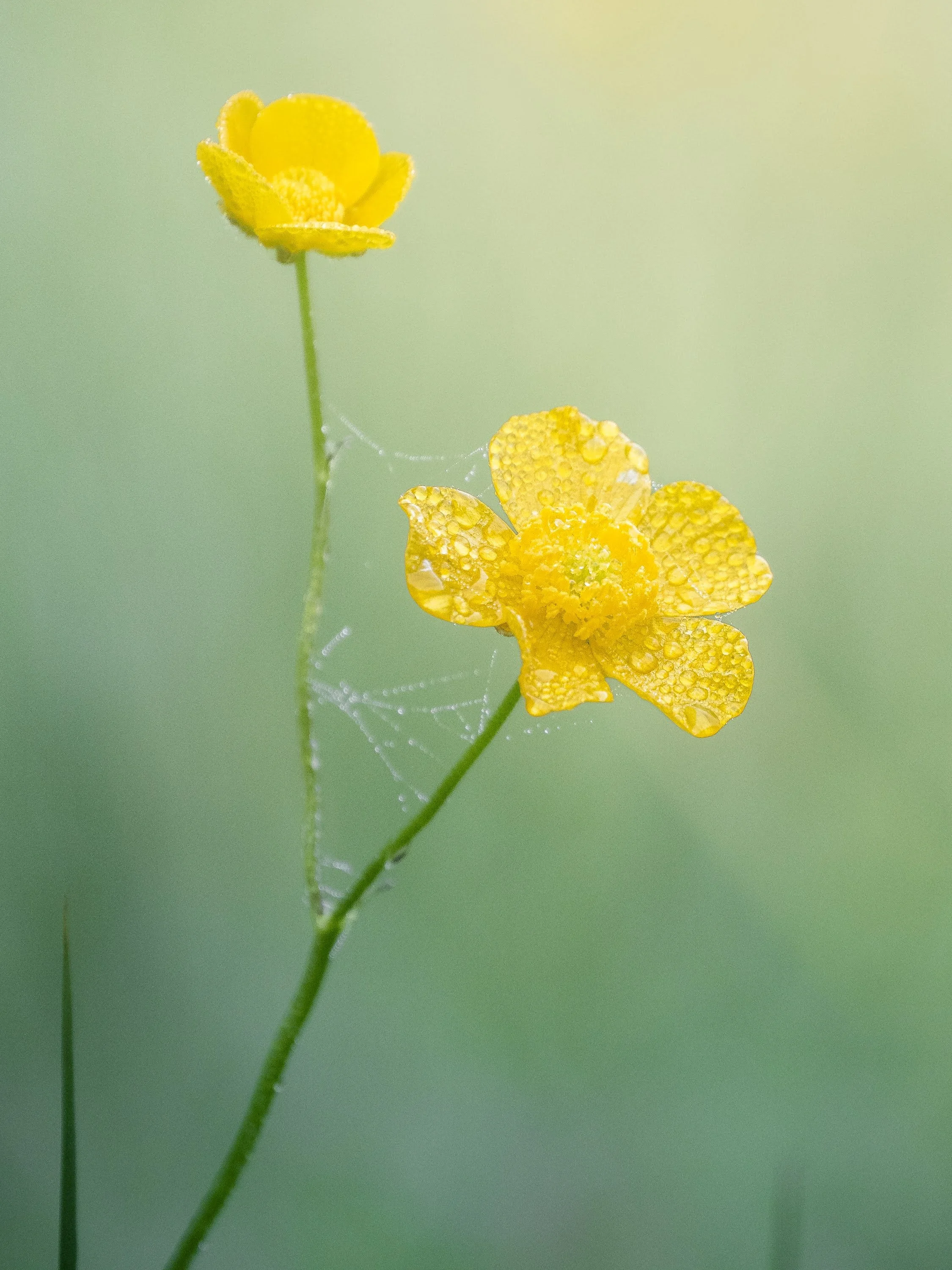 Gelbe Butterblume bedeckt von Tautropfen, zwischen zwei Stielen ein kleines Spinnennetz