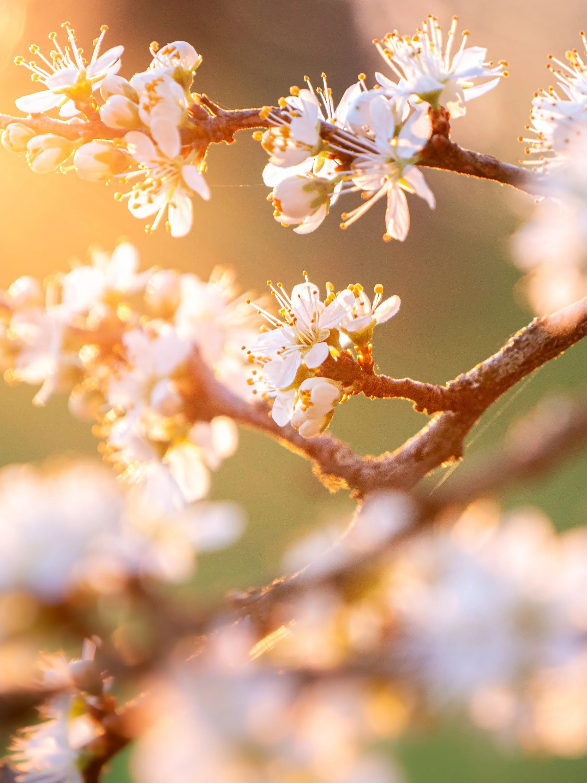 Schlehen-Blüte im Abendlicht