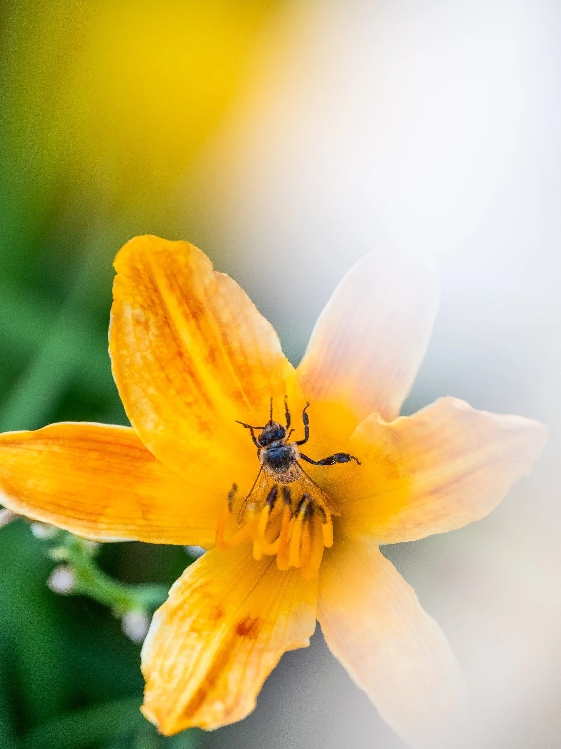 Kunstvolle Aufnahme einer Biene auf einer orangenen Lilie