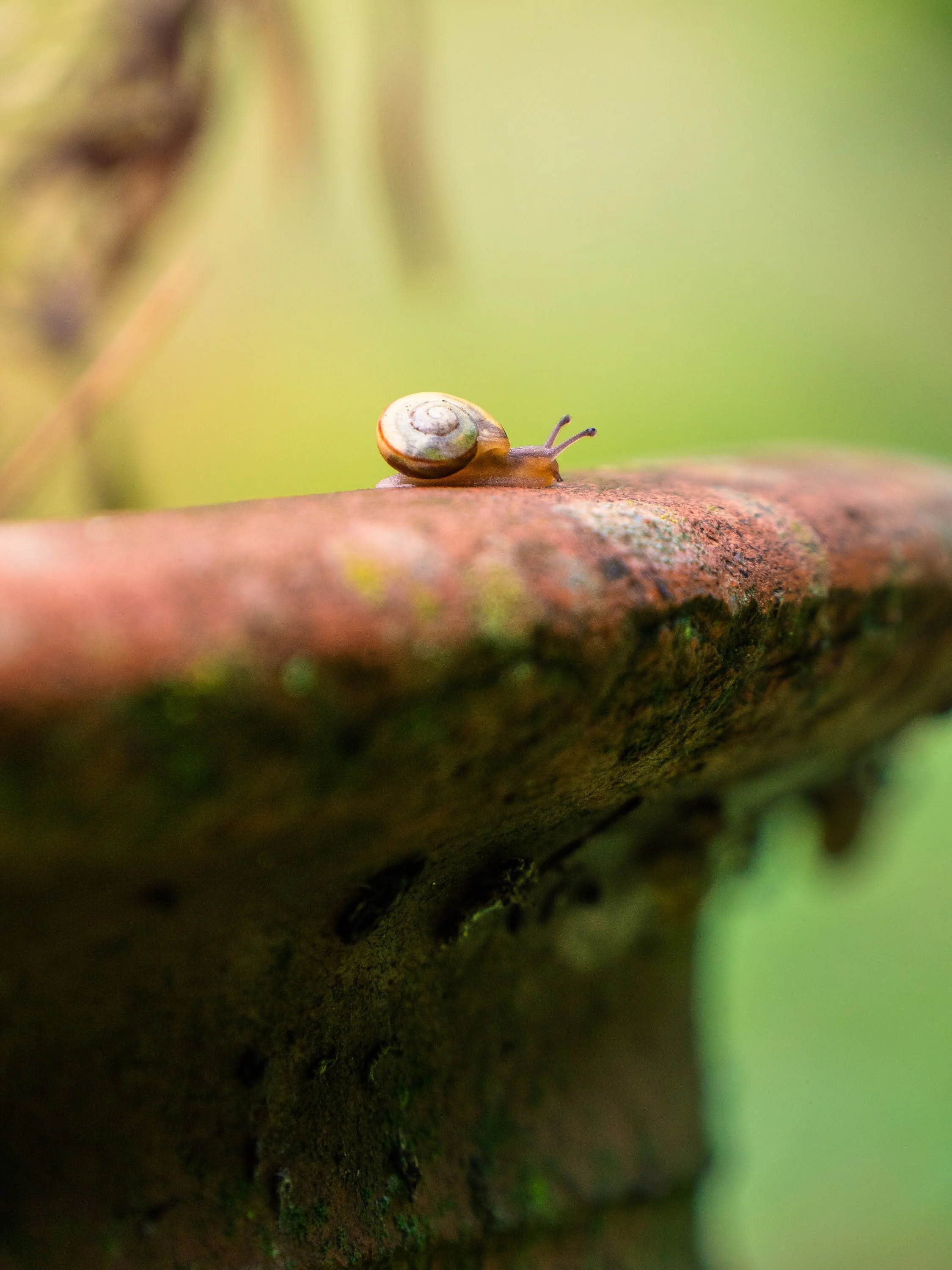 Kleine Schnecke mit Häuschen am Rand eines Terracotta-Blumentopfs