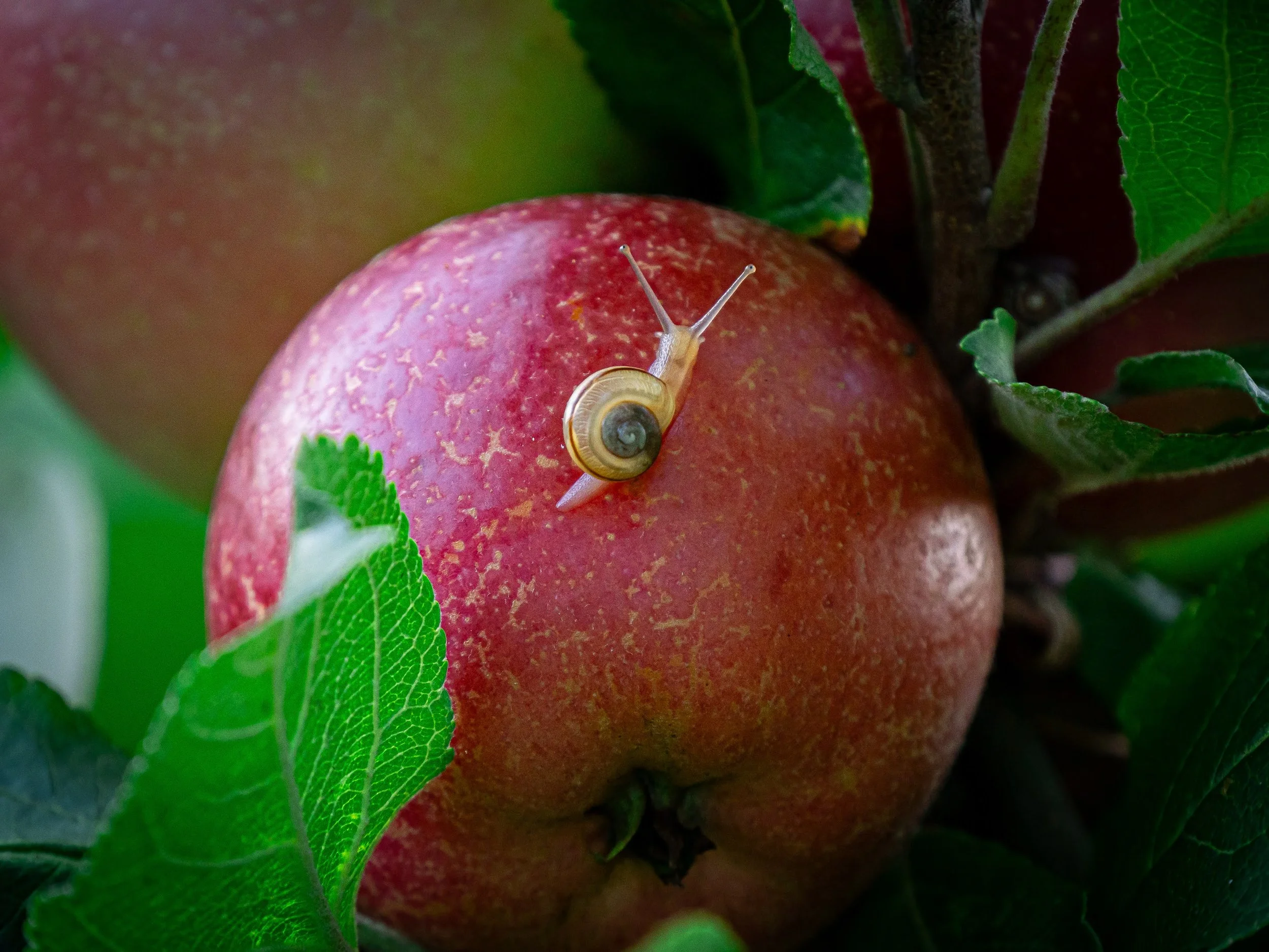 Kleine Schnecke auf einem großen rot leuchtendem Apfel