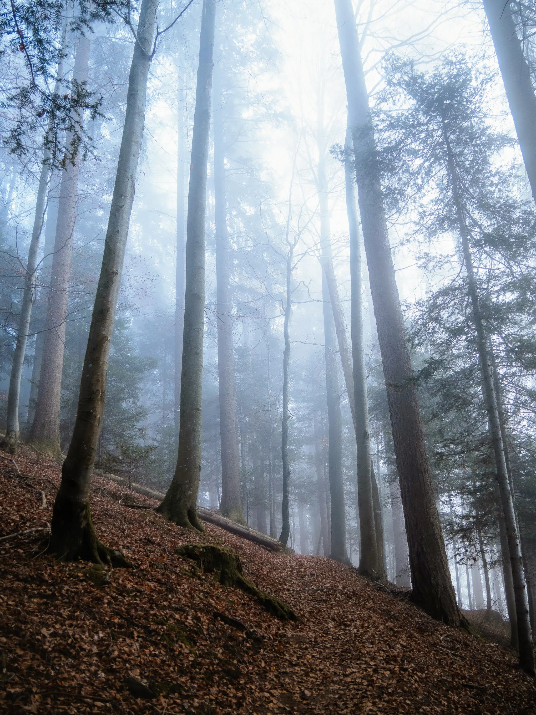 Kühle Nebelstimmung in einem herbstlichen Wald mit kahlen, hohen Baumstämmen