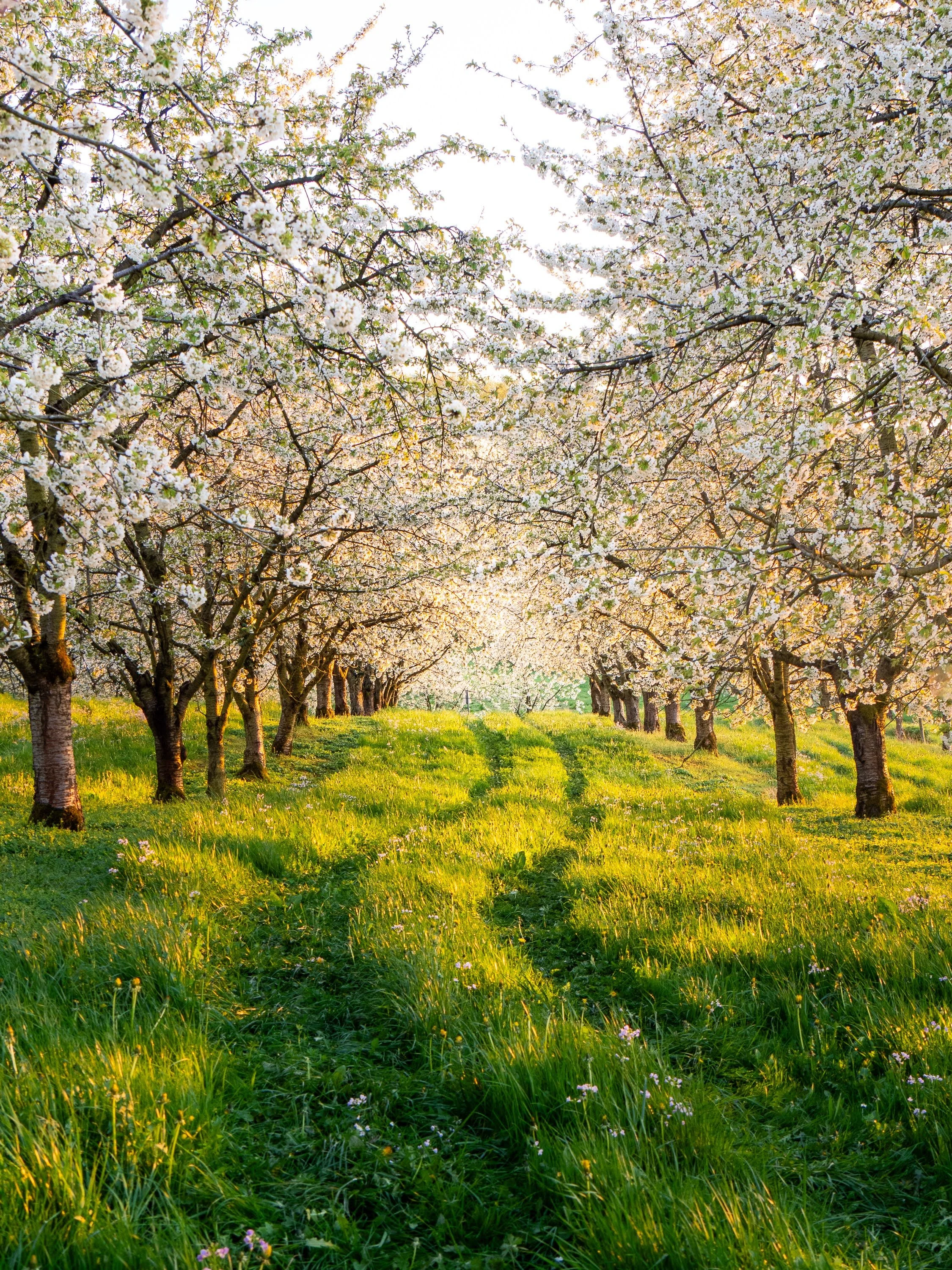Kirschblüte im Eggener Tal: Wiesenweg durch blühenden Kirschbäume