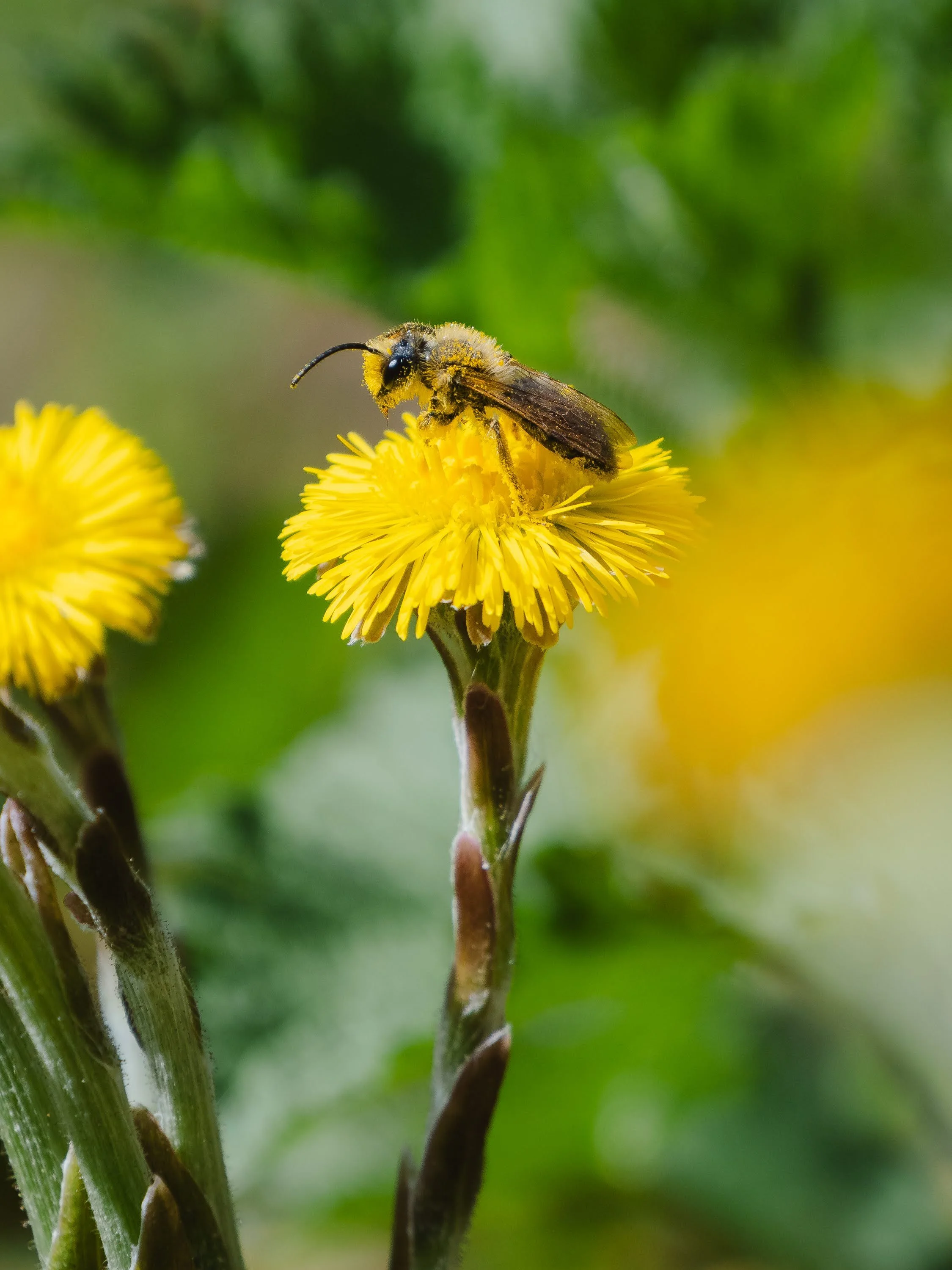 Wildbiene auf einer Hutlattich-Blüte, bedeckt mit Blütenstaub