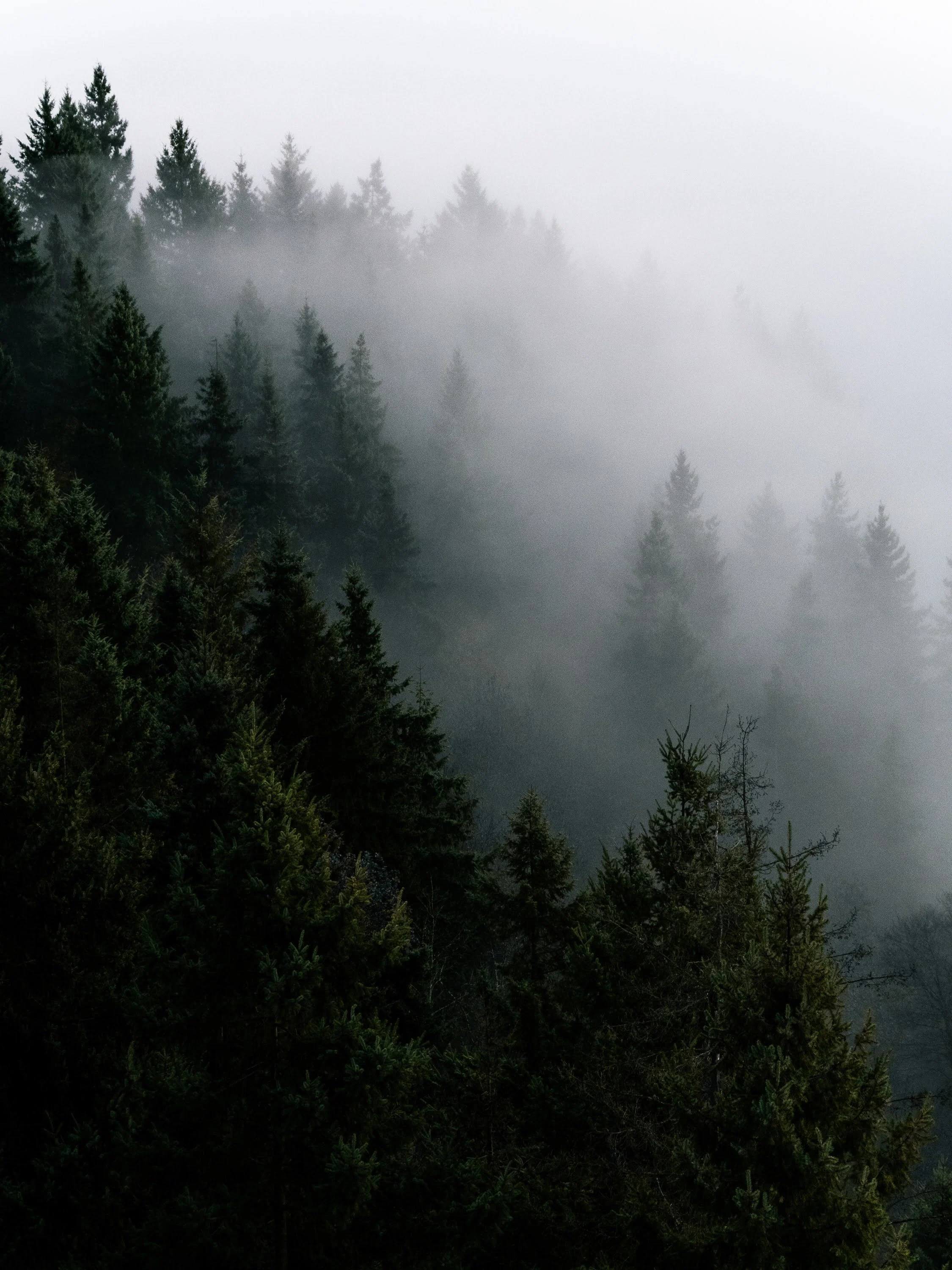 Dunkle Schwarzwaldtannen im Zusammenspiel mit Nebelschwaden